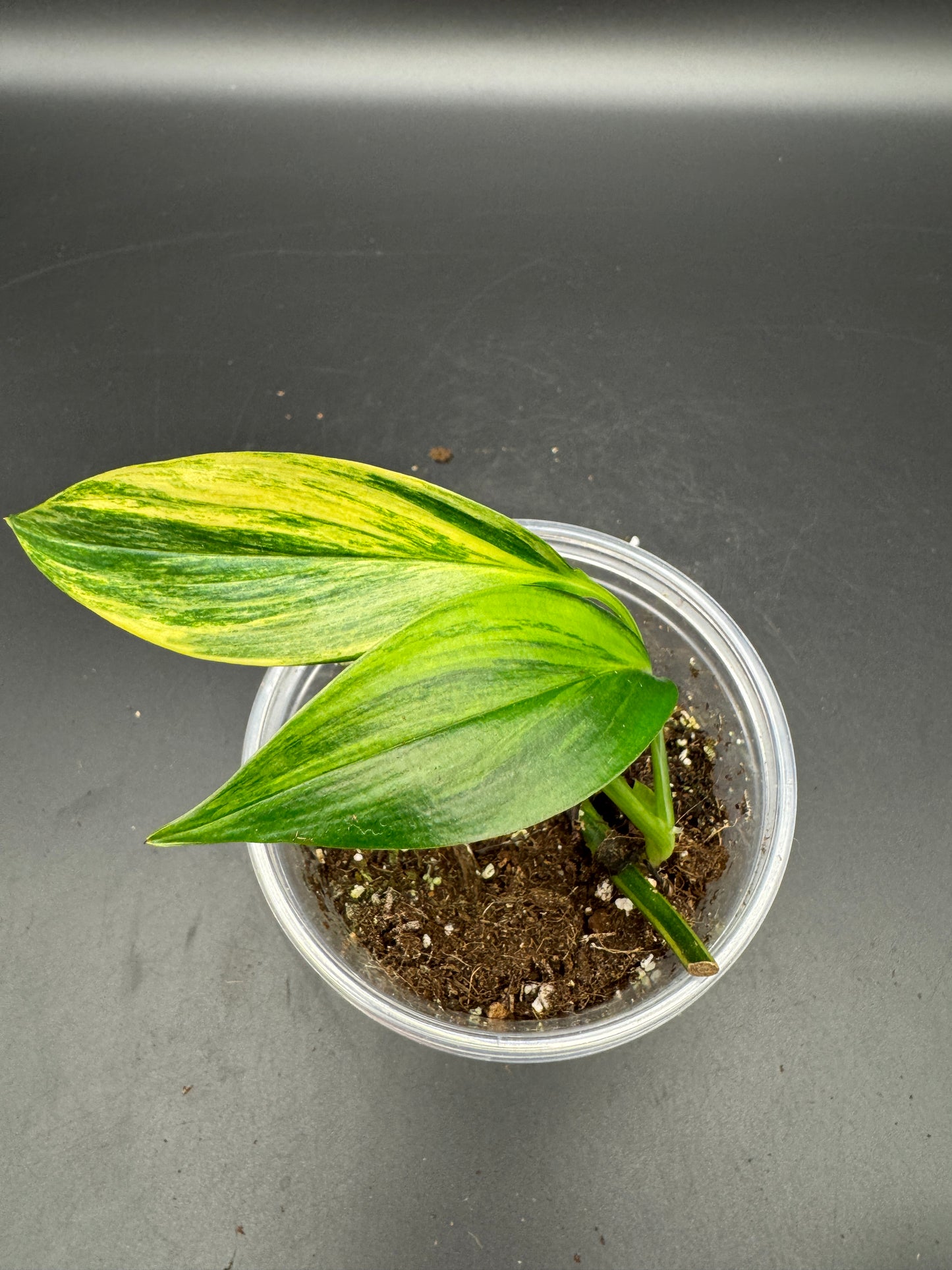 Epipremnum Amplissimum Aurea variegata