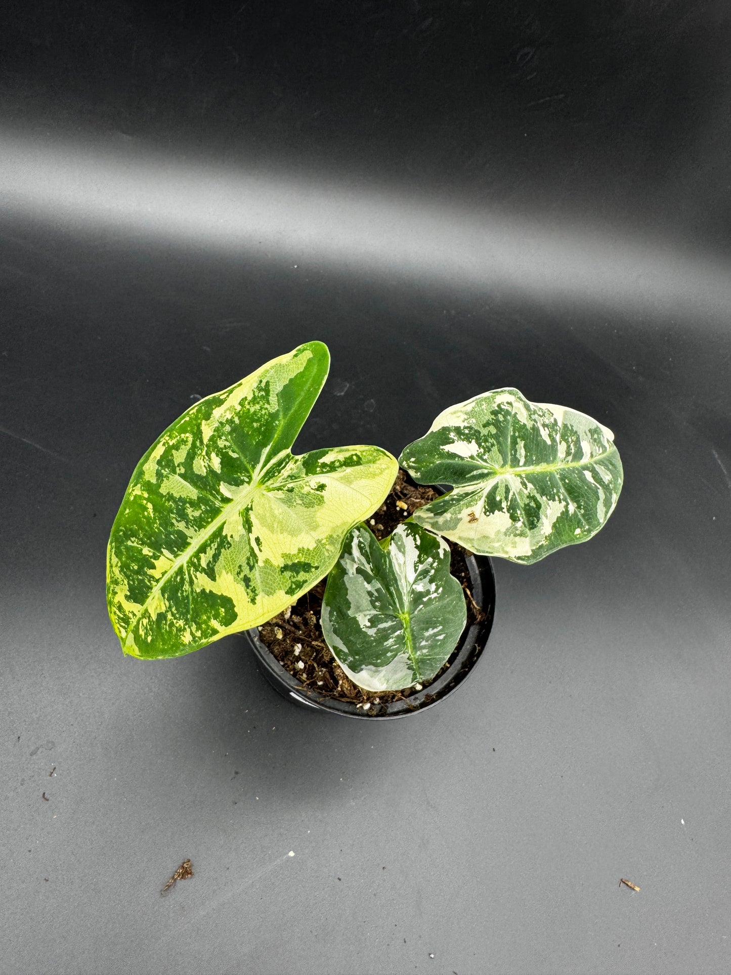 Alocasia Frydek variegata