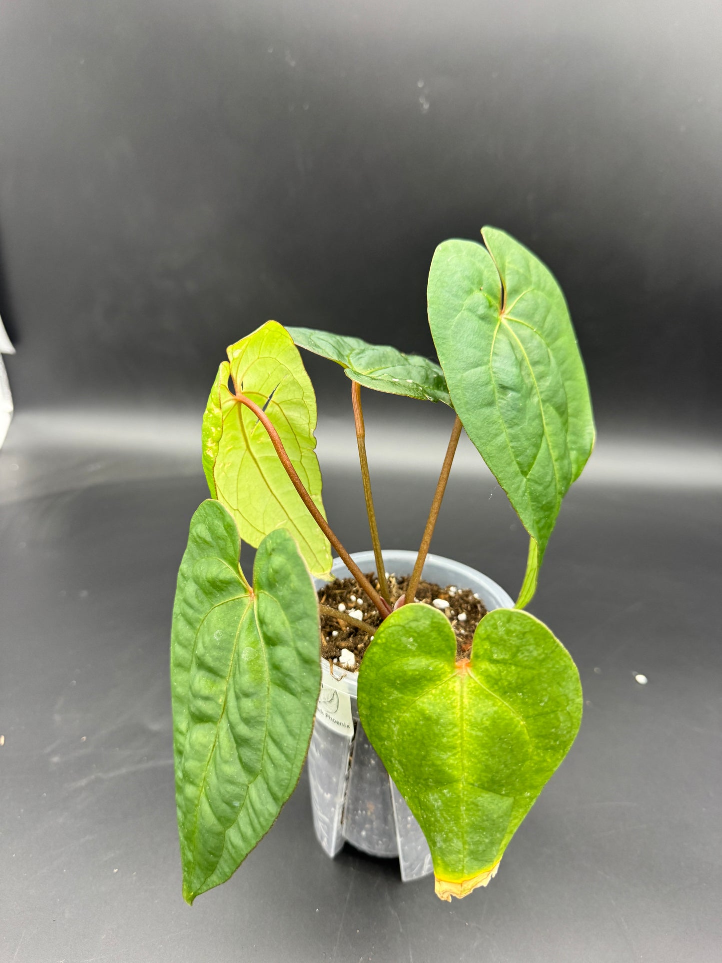 Anthurium Ace of Spades darkform
X Dark Phoenix