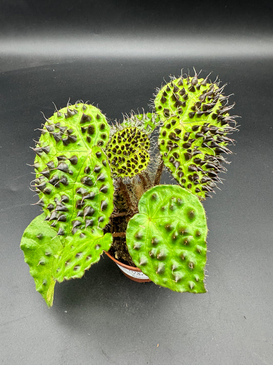 Begonia Ferox