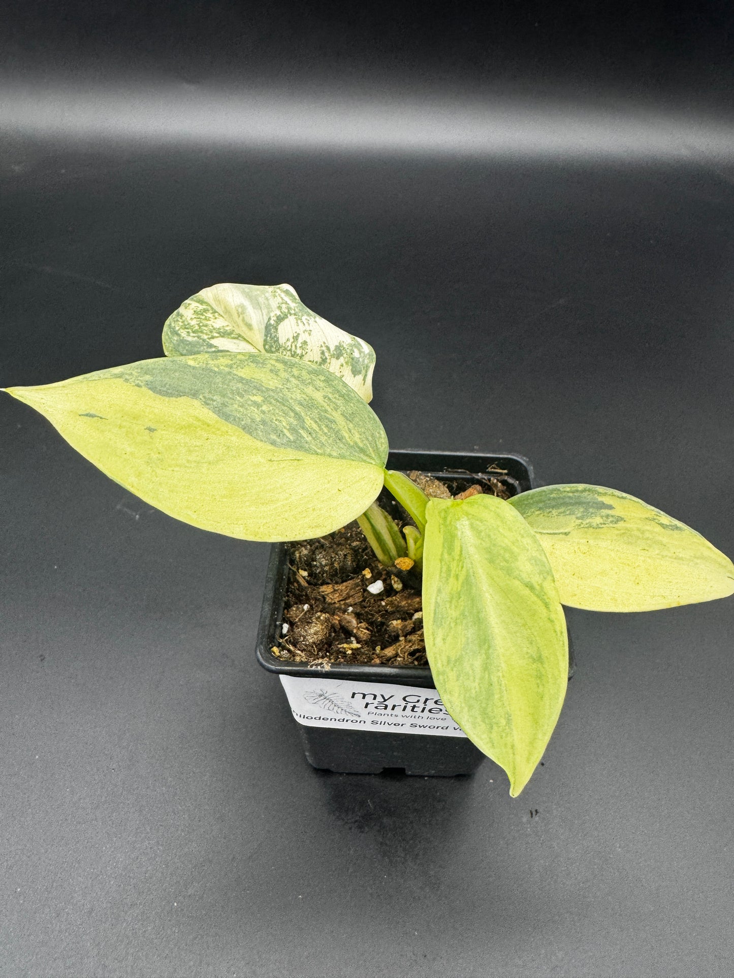 Silver Sword variegata