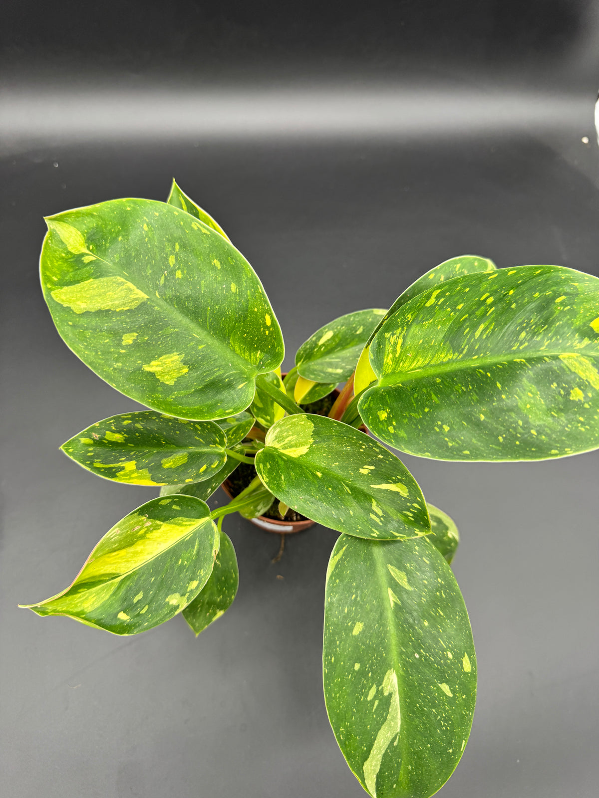 Philodendron Green Kongo variegata