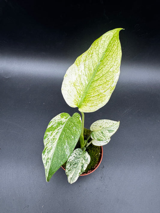 Monstera Mint  variegata