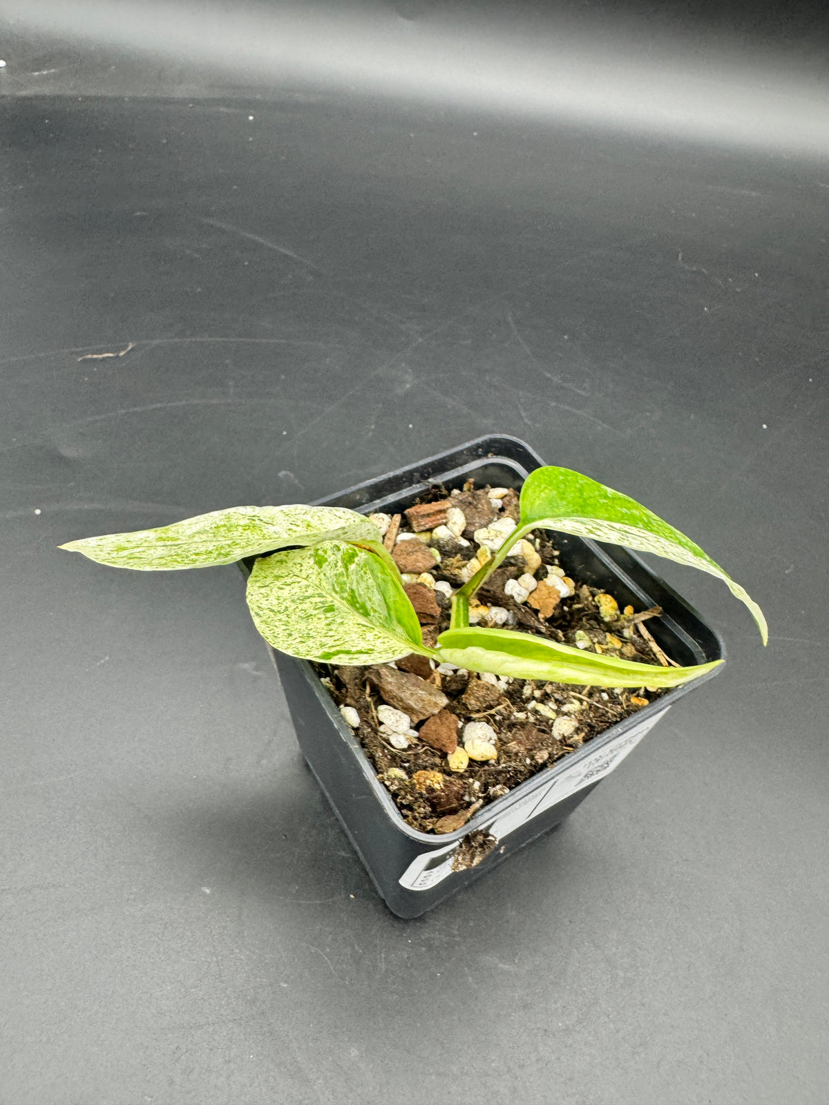 Epipremnum hanoman sp Bali