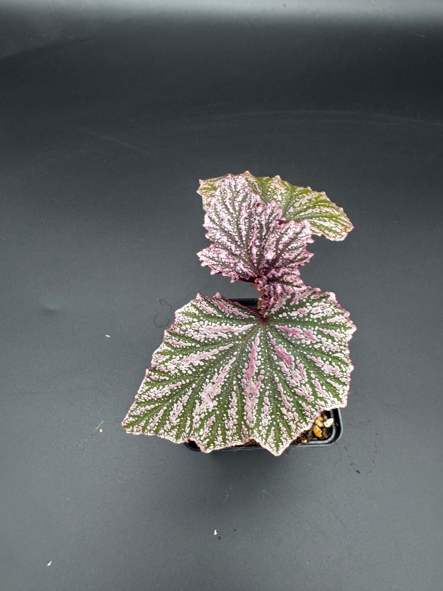 Begonia pink minx