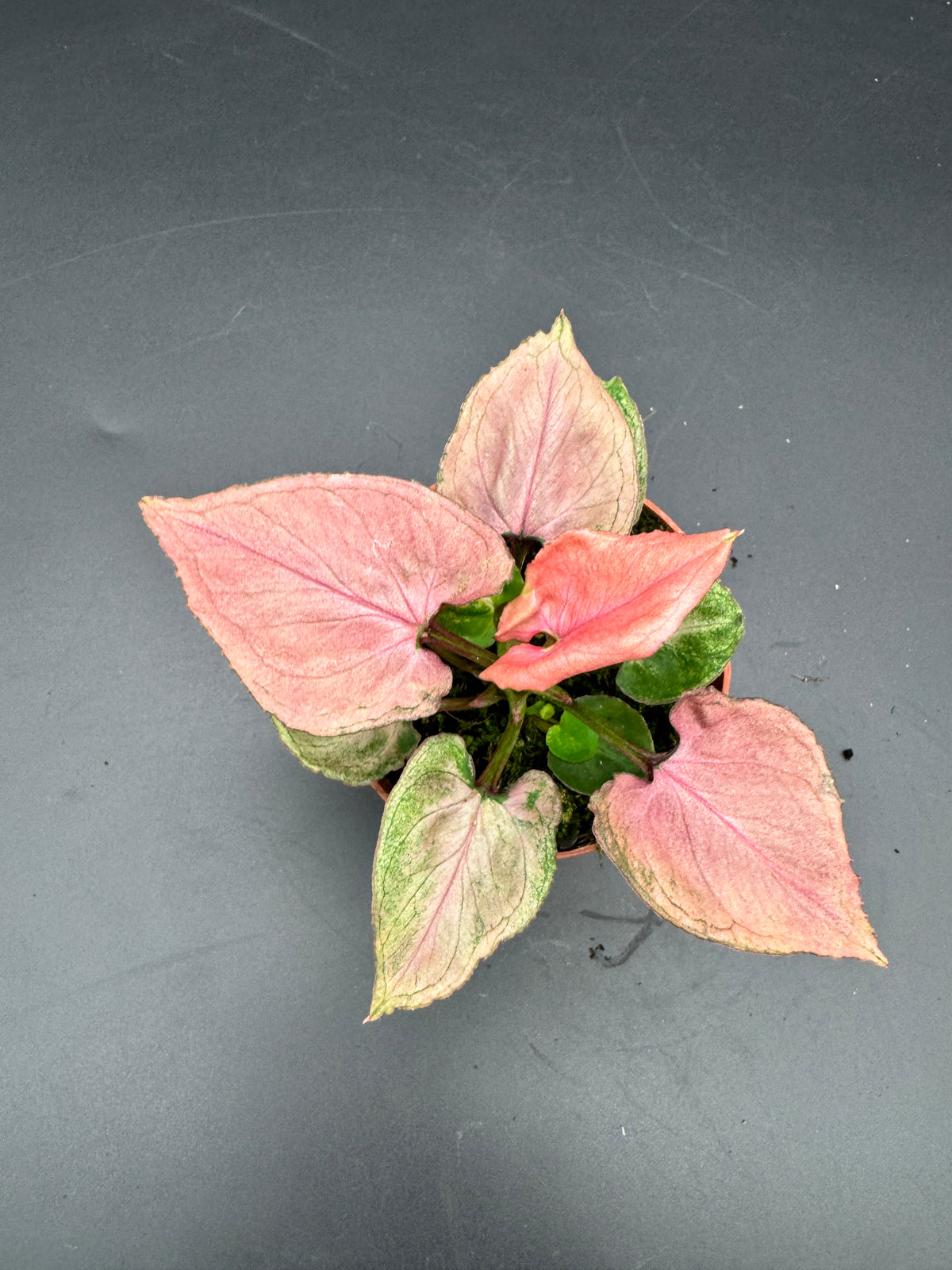 Syngonium pink perfection