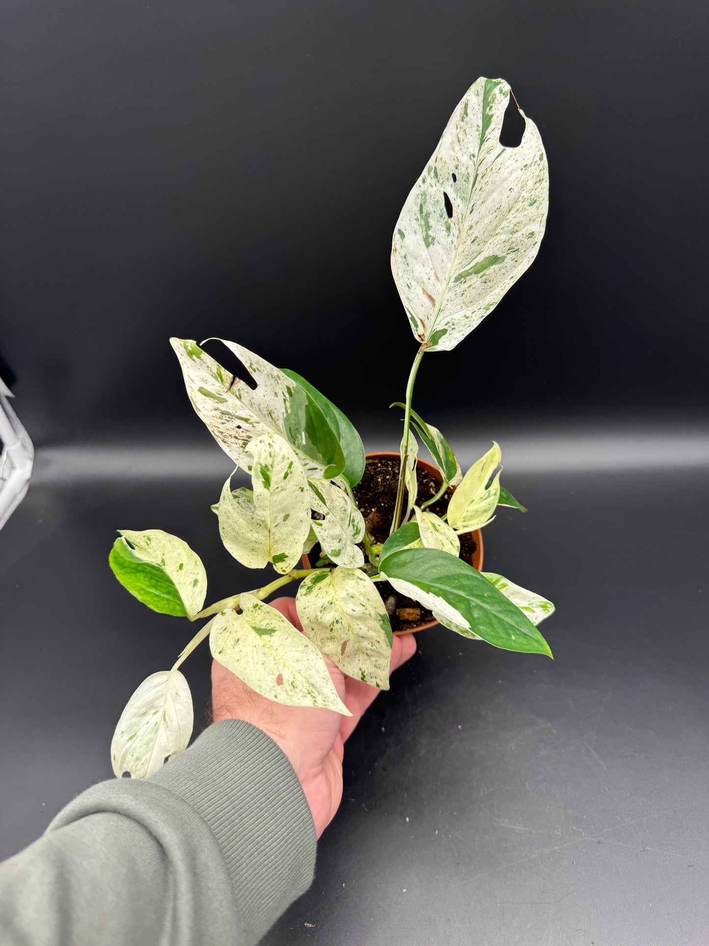 Epipremnum pinnatum marble variegata