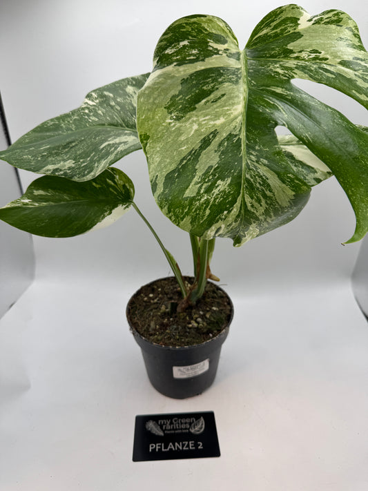 Monstera deliciosa variegata groß