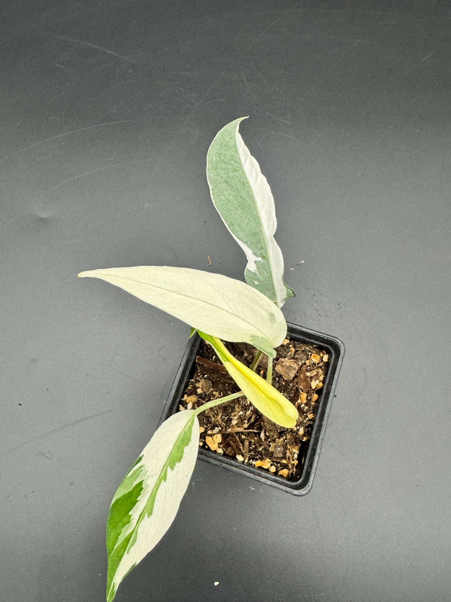 Epipremnum pinnatum Ghostie