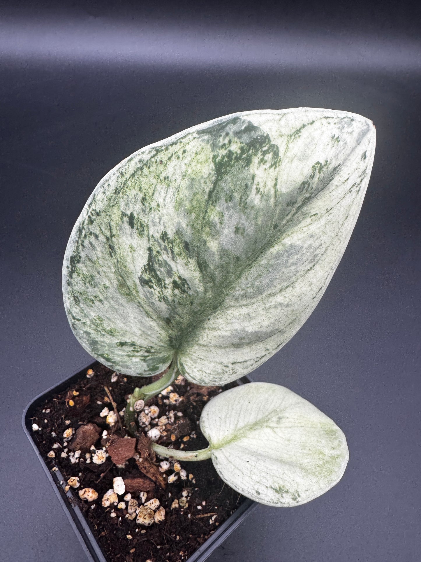 Scindapsus exotica Hologram