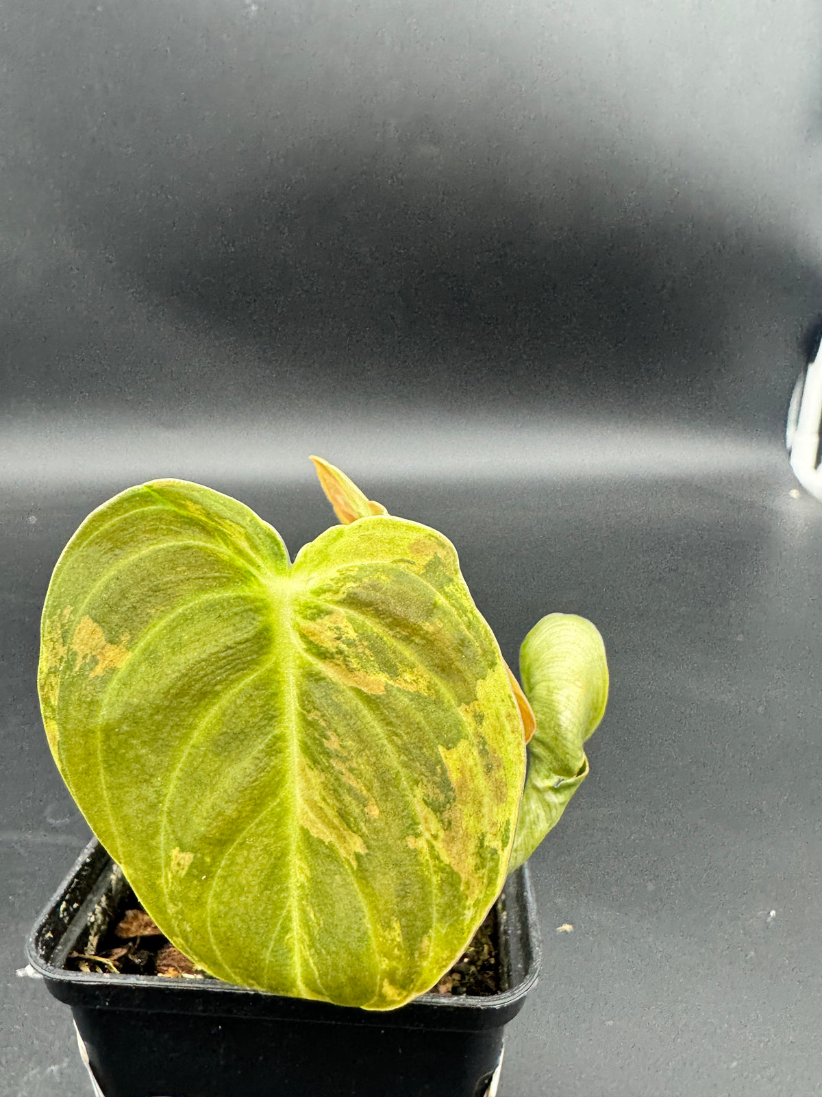 Philodendron melanochrysum variegata