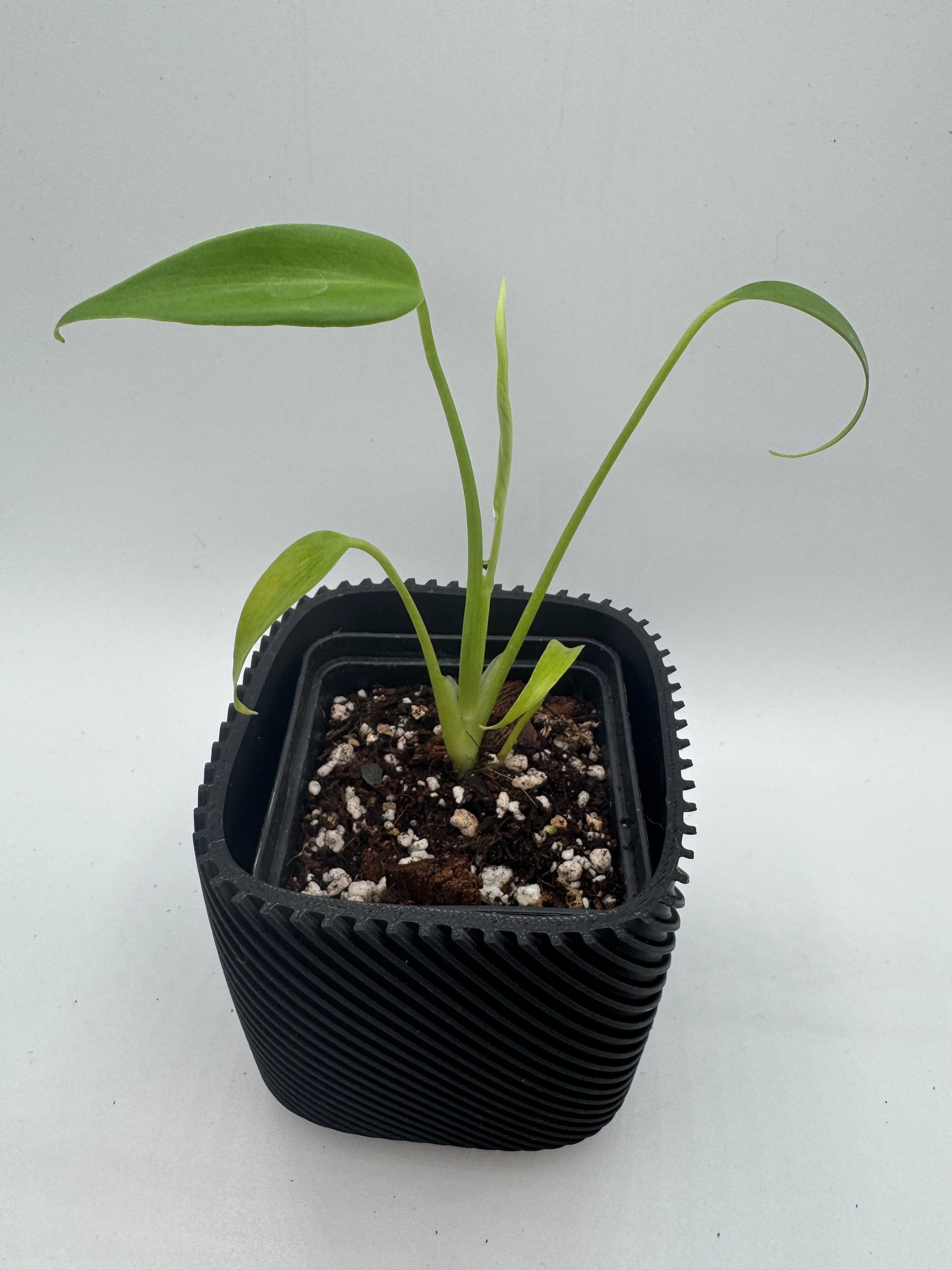 Monstera burle marx Flame