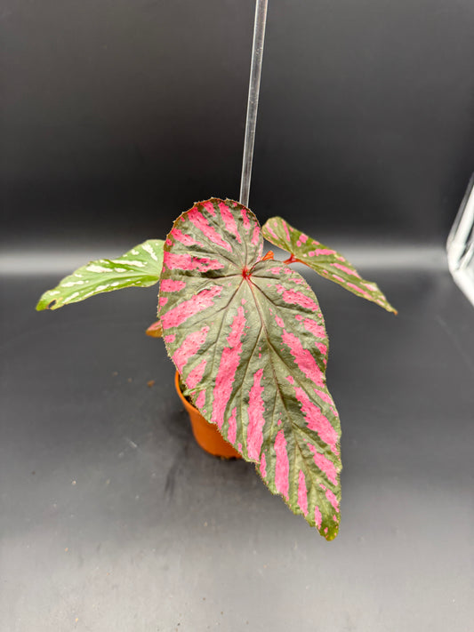 Begonia Brevisimosa