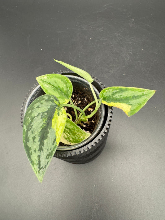 Scindapsus Apolaki