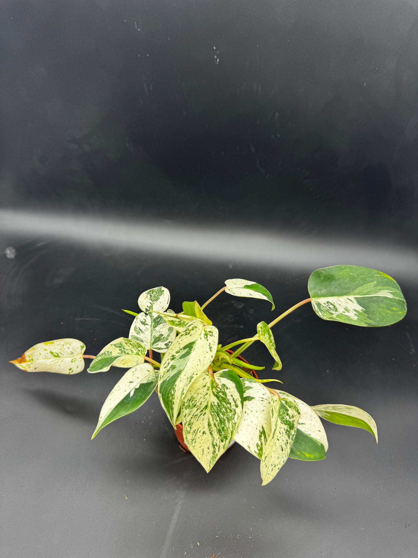 Philodendron Emerald Queen Variegata