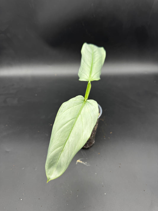 Silver Sword variegata