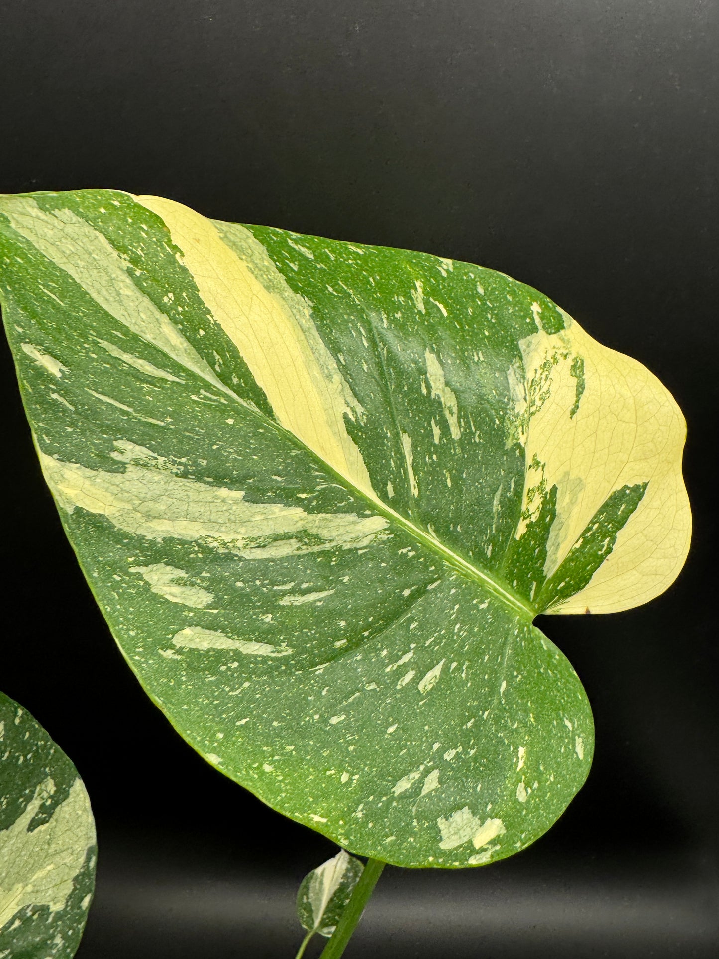 Monstera Thai Constellation 2 Pflanzen im Topf