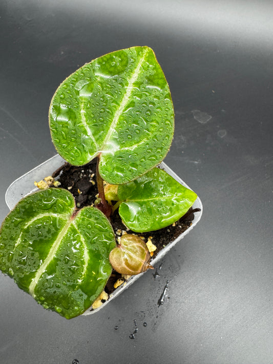 Anthurium Michelle x Michelle