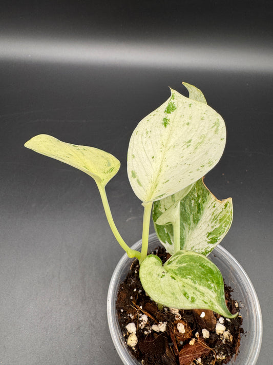 Scindapsus Moonlight Marble var.