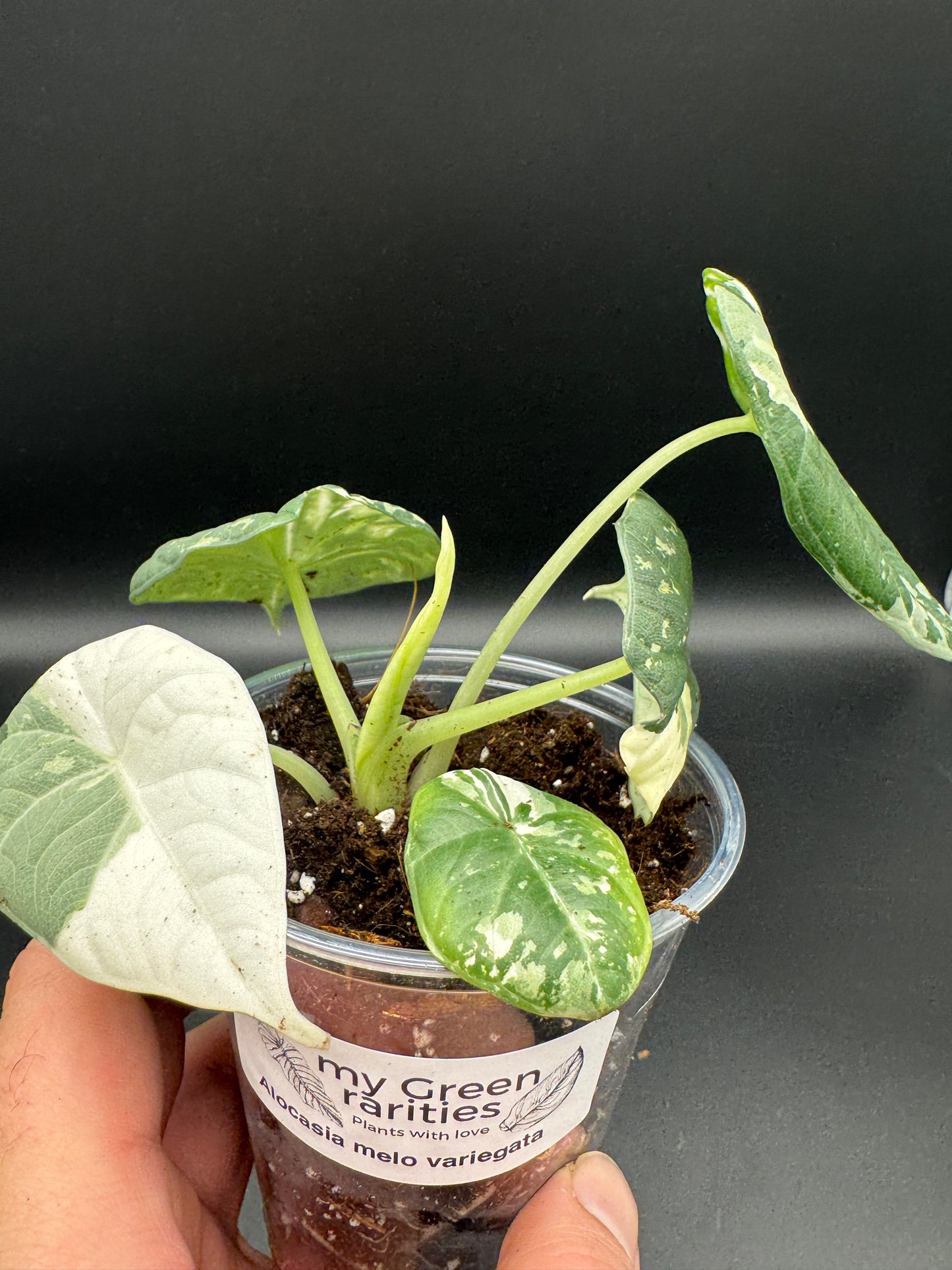 Alocasia maharani albo variegata