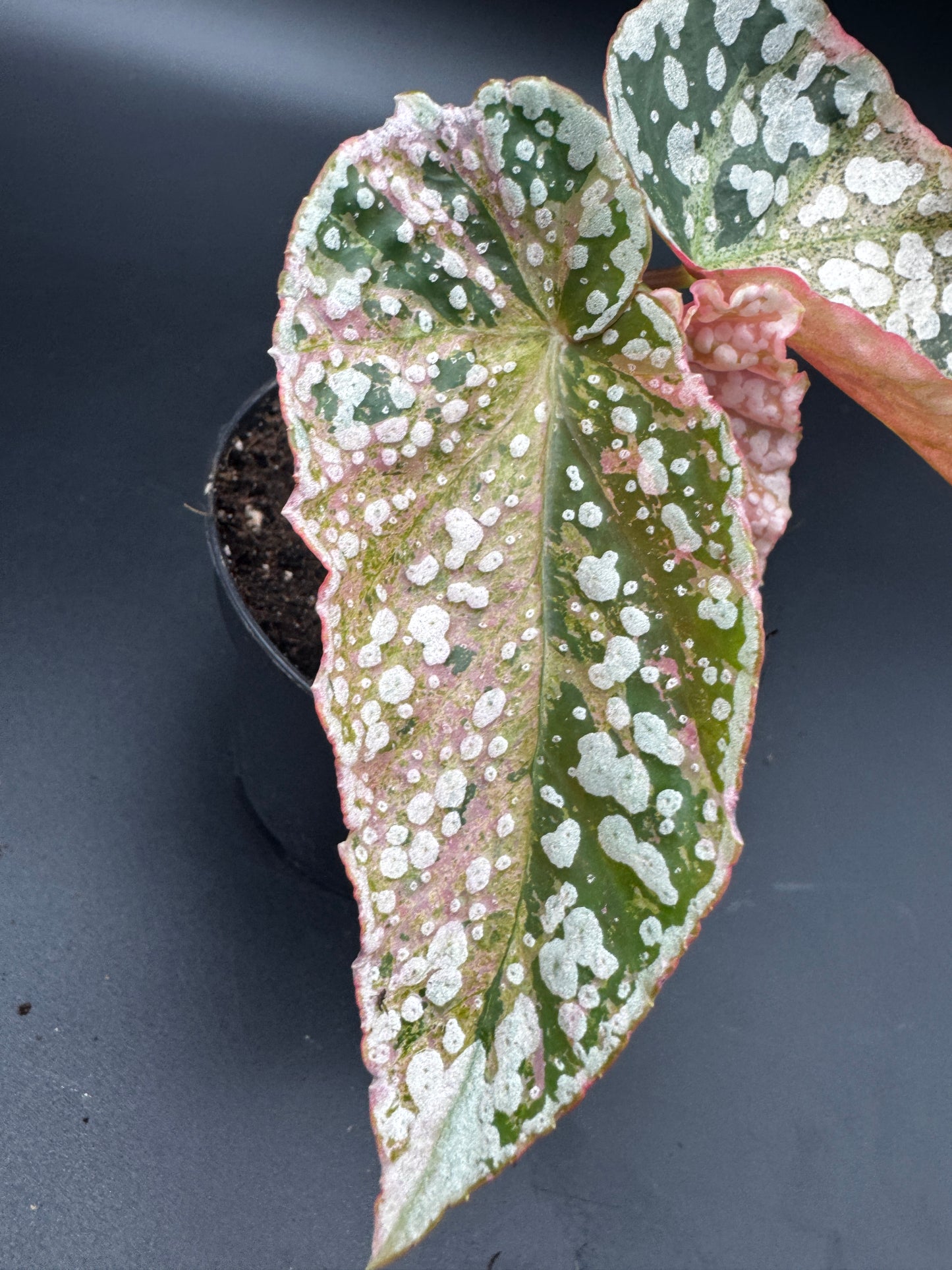 Begonia Snow capped pink variegata