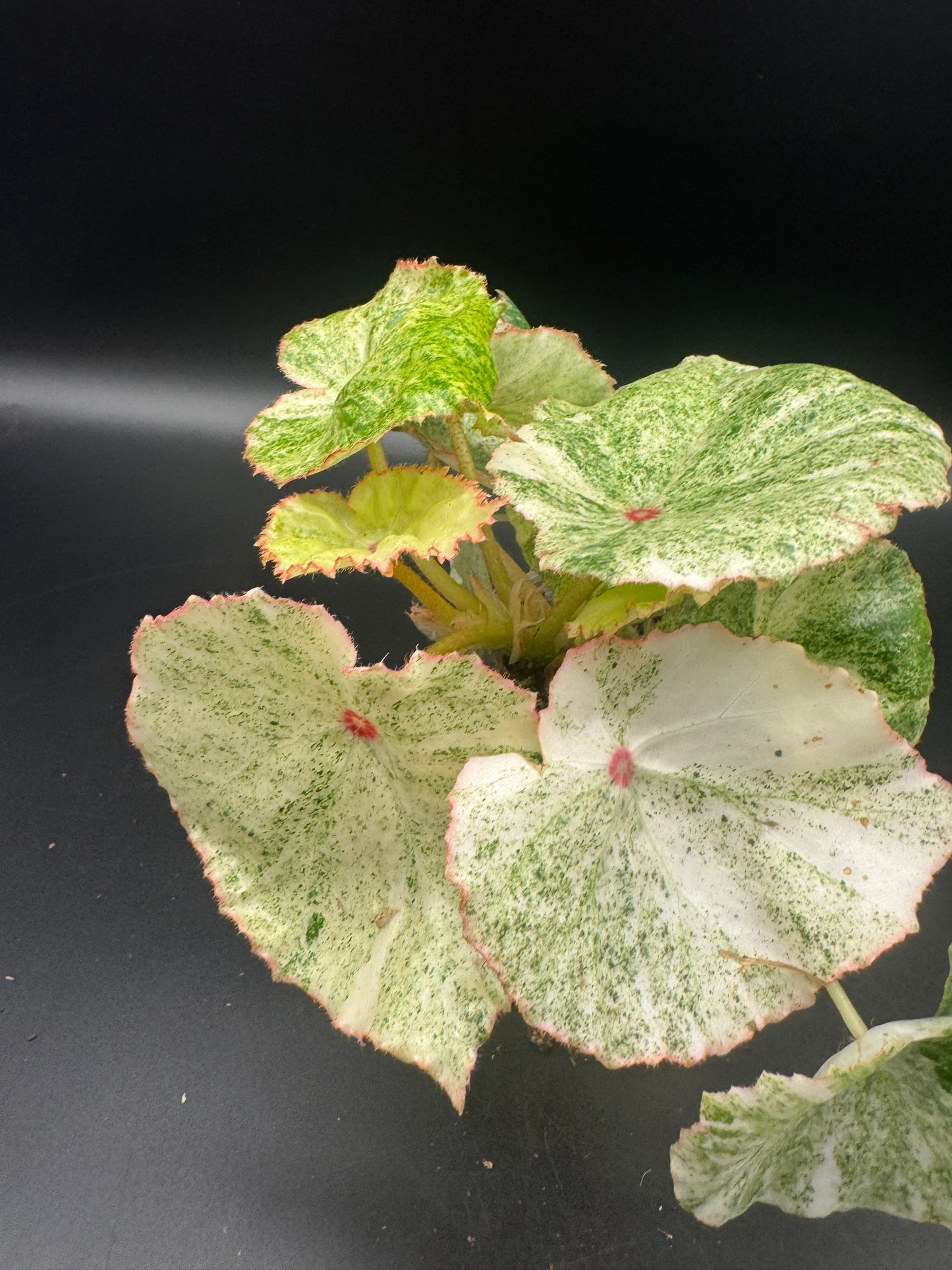 Begonia Rouge variegata