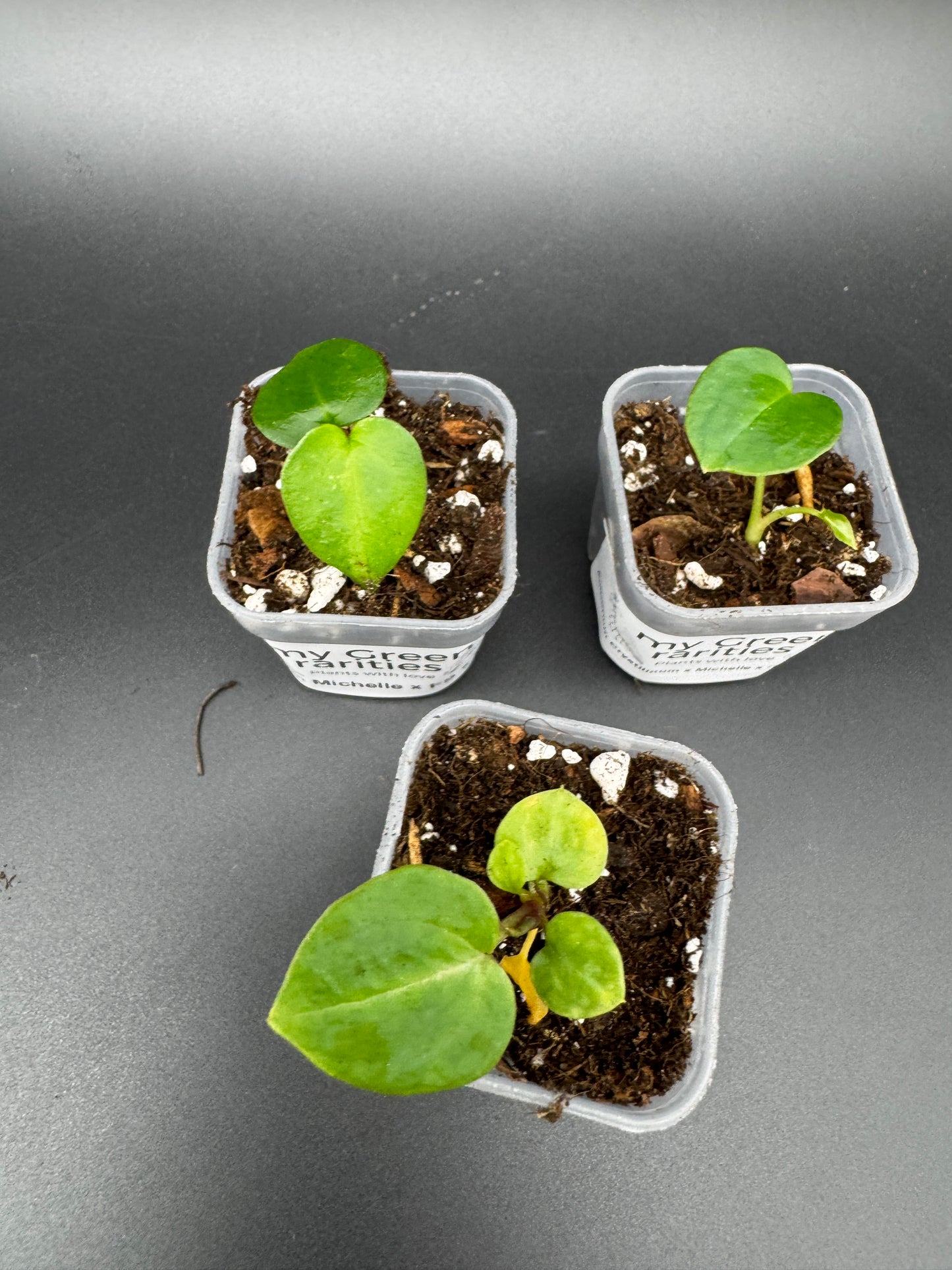 Michelle Hybrid Selection Trio