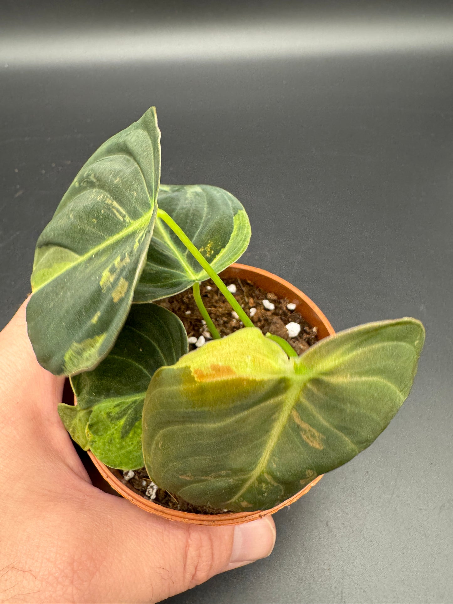 Philodendron melanochrysum variegata