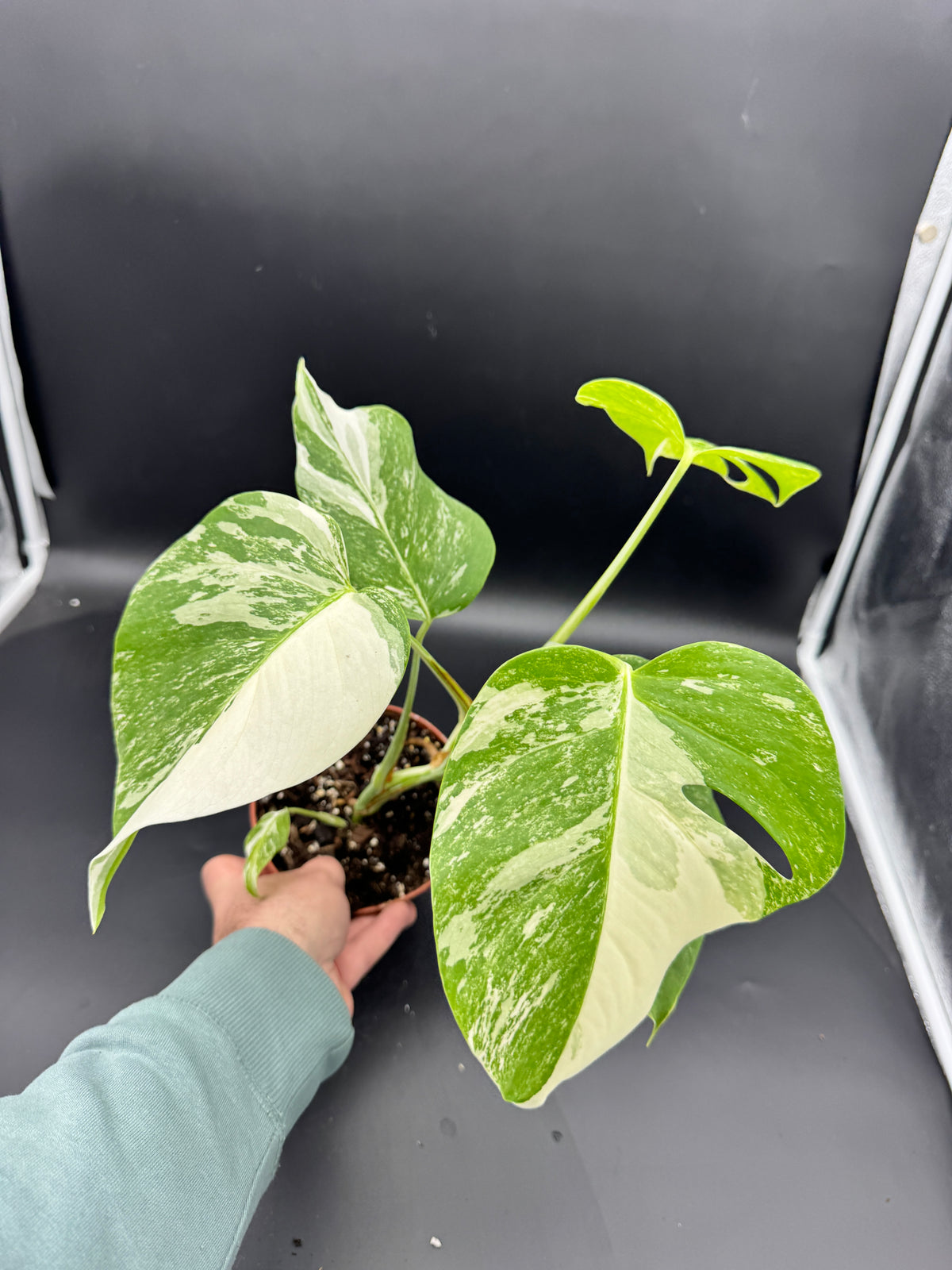 Monstera deliciosa variegata
