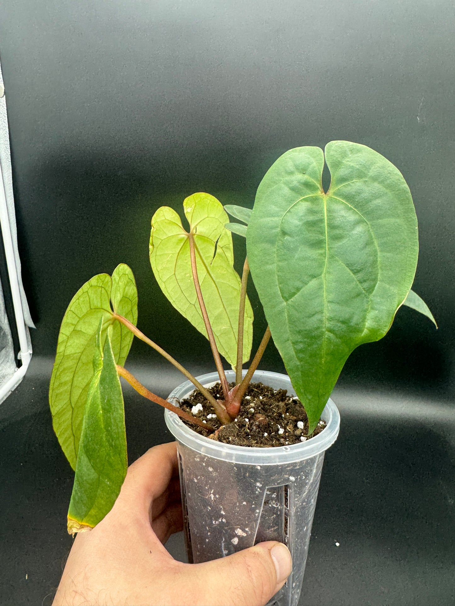 Anthurium Ace of Spades darkform
X Dark Phoenix