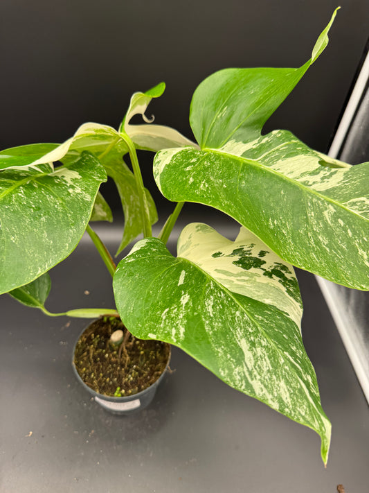 Monstera deliciosa variegata