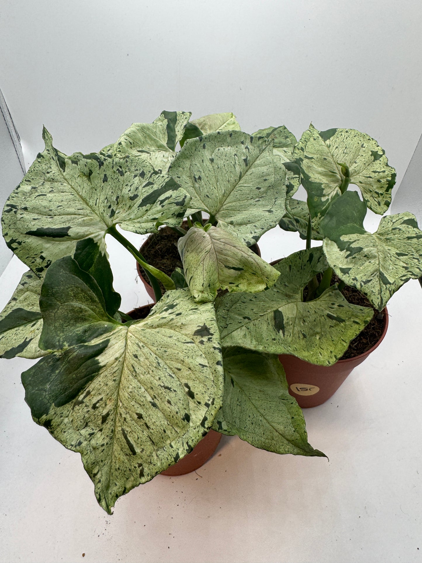 Syngonium Green Splash/ Grey Ghost