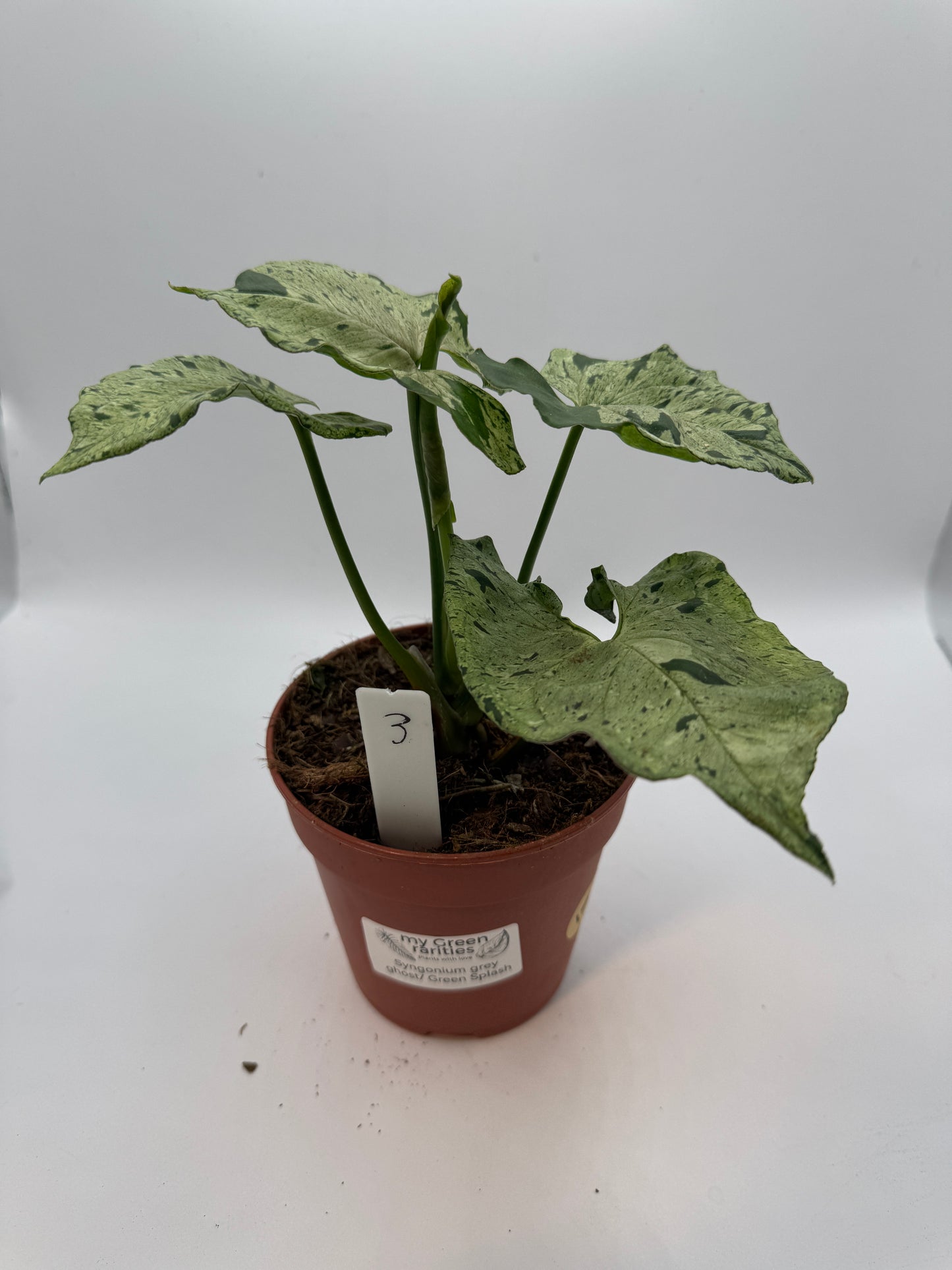 Syngonium Green Splash/ Grey Ghost