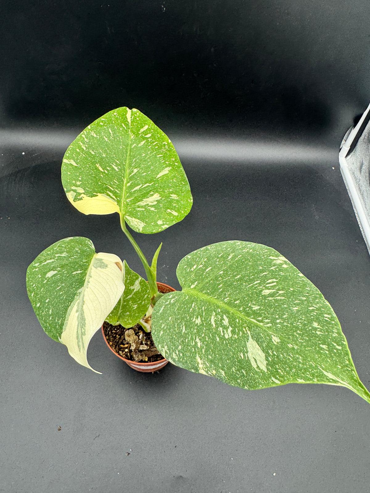 Monstera Thai constellation