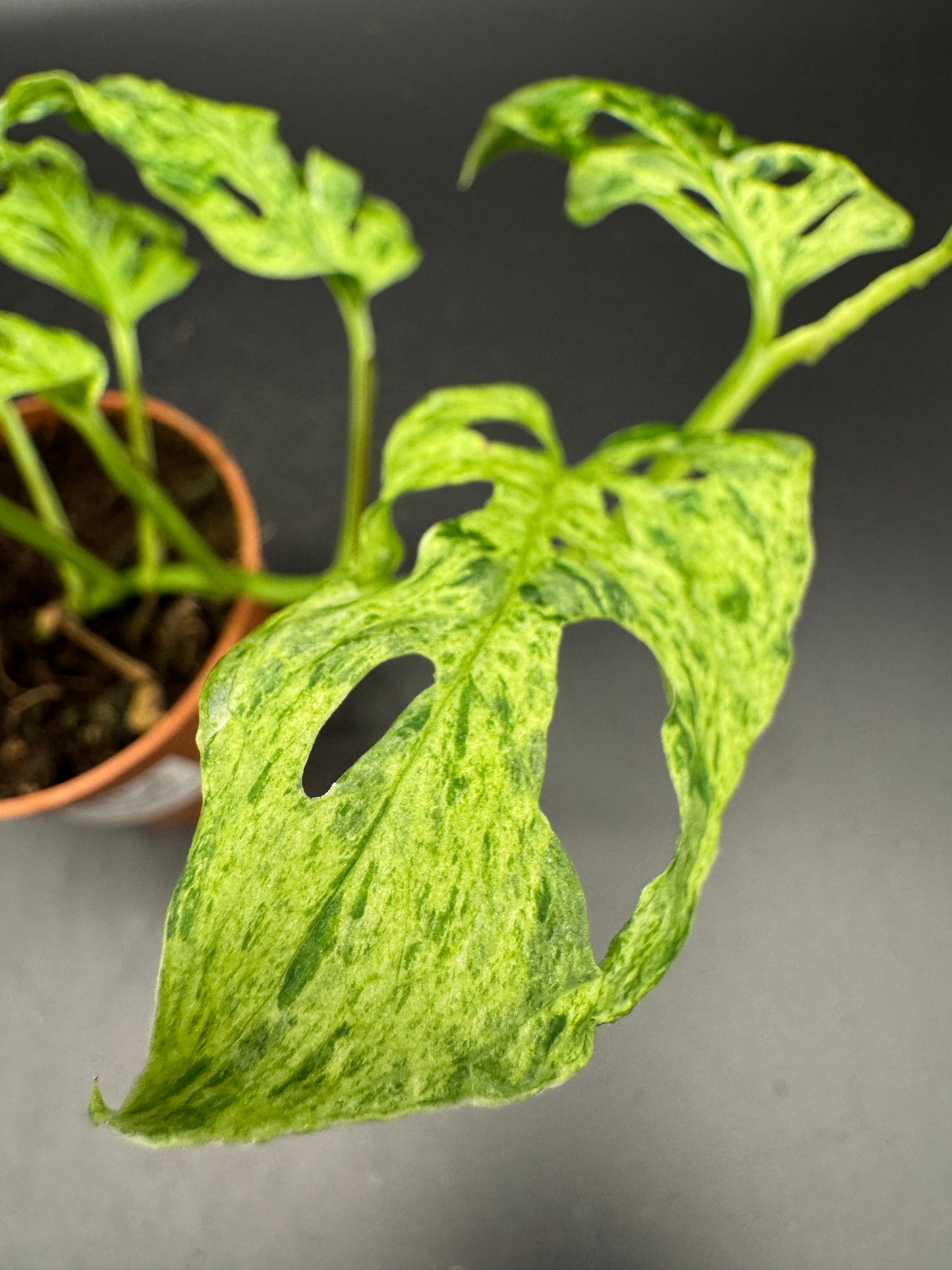 Monstera adansonii Frozen freckles