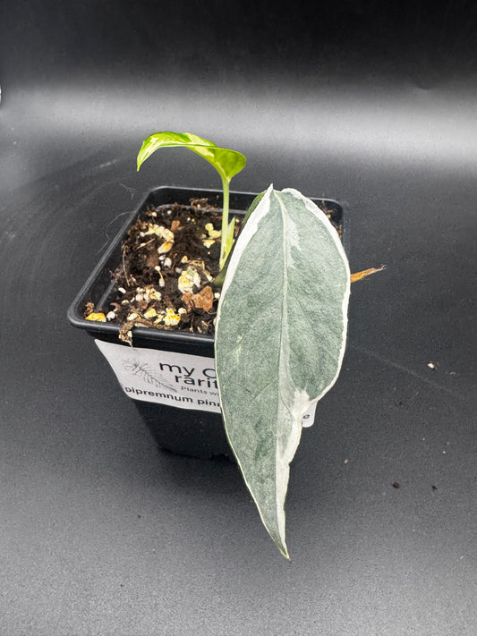 Epipremnum pinnatum Ghostie