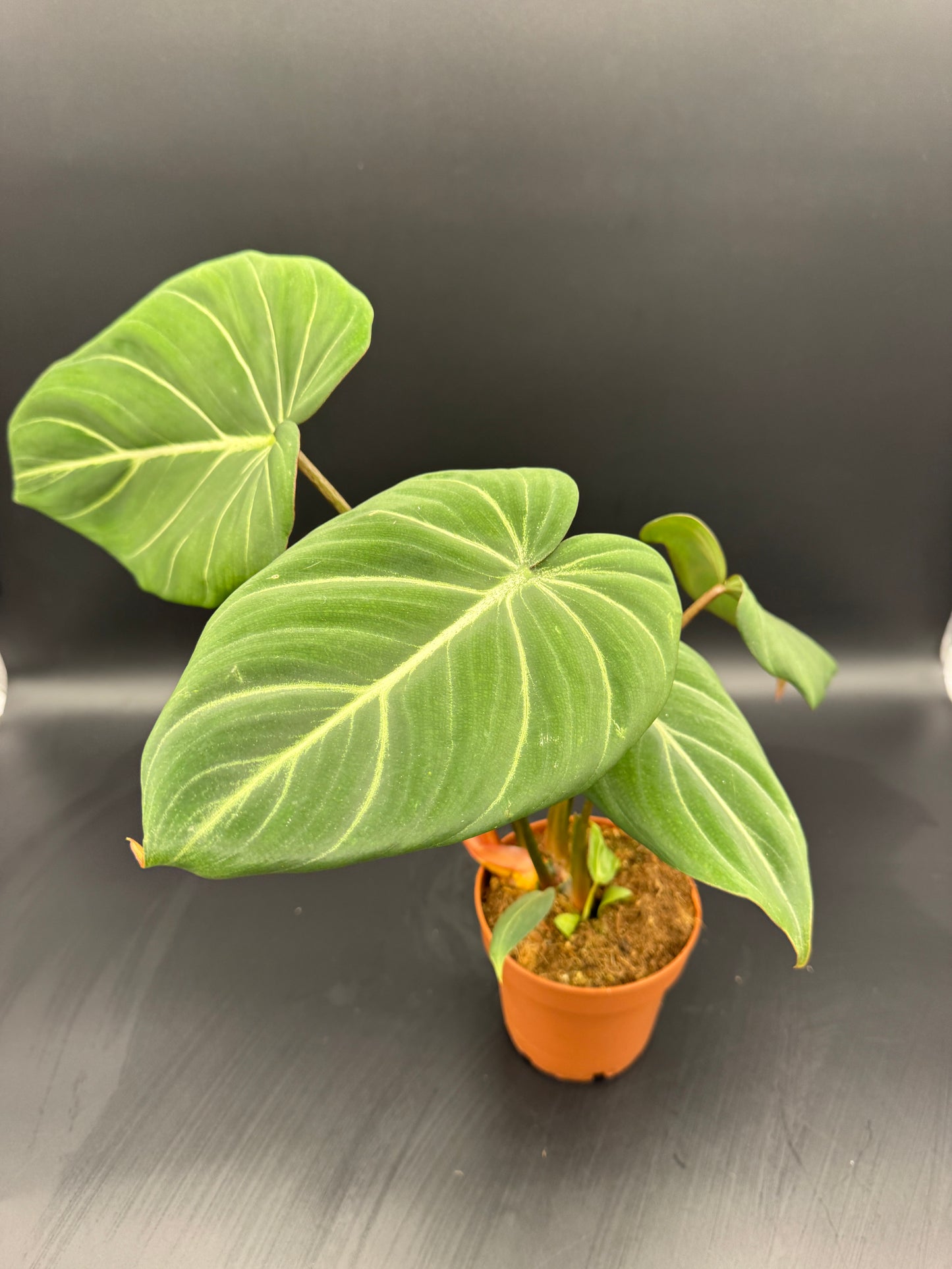 Philodendron Gloriosum