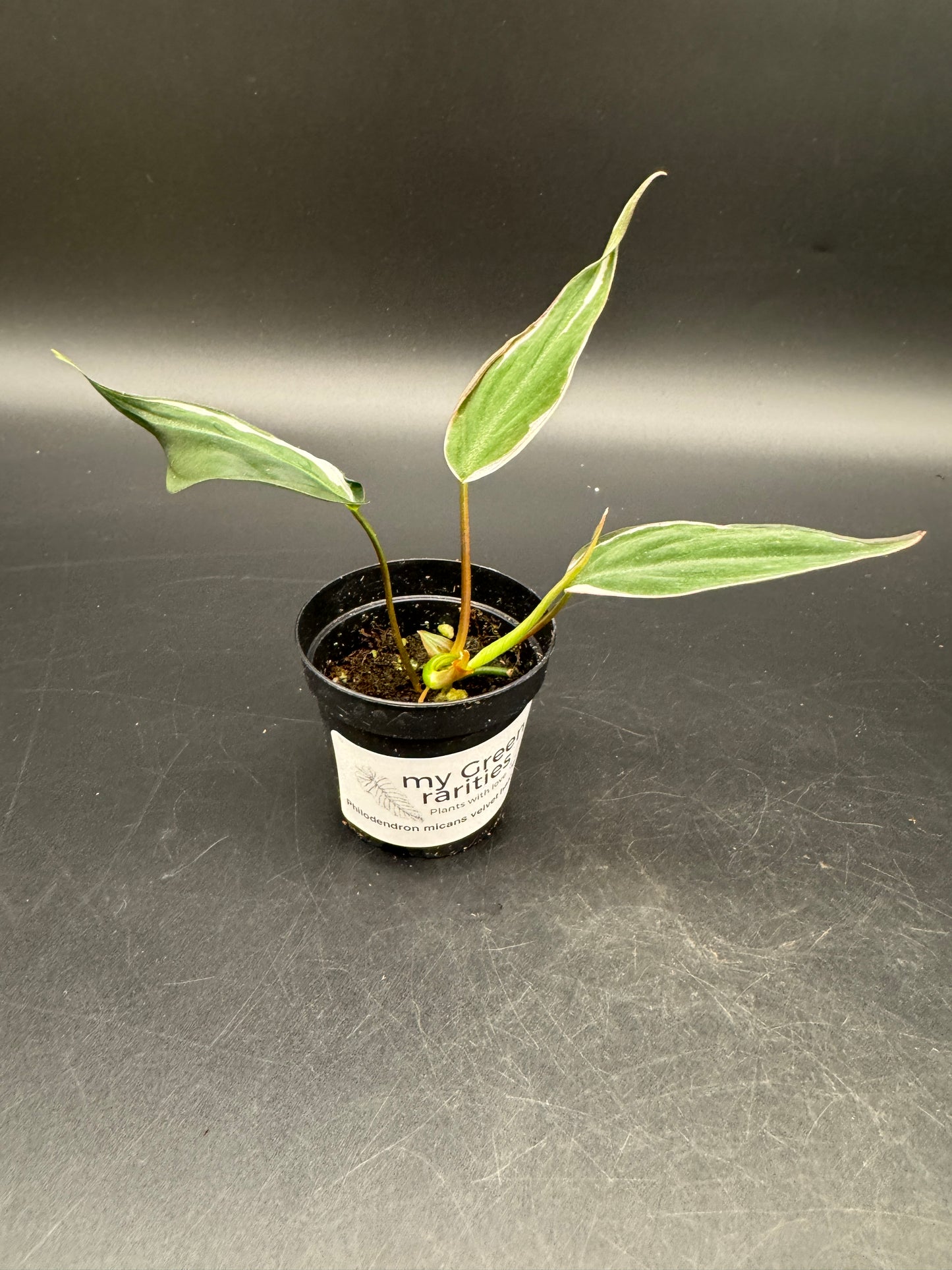 Philodendron micans velvet halo variegata