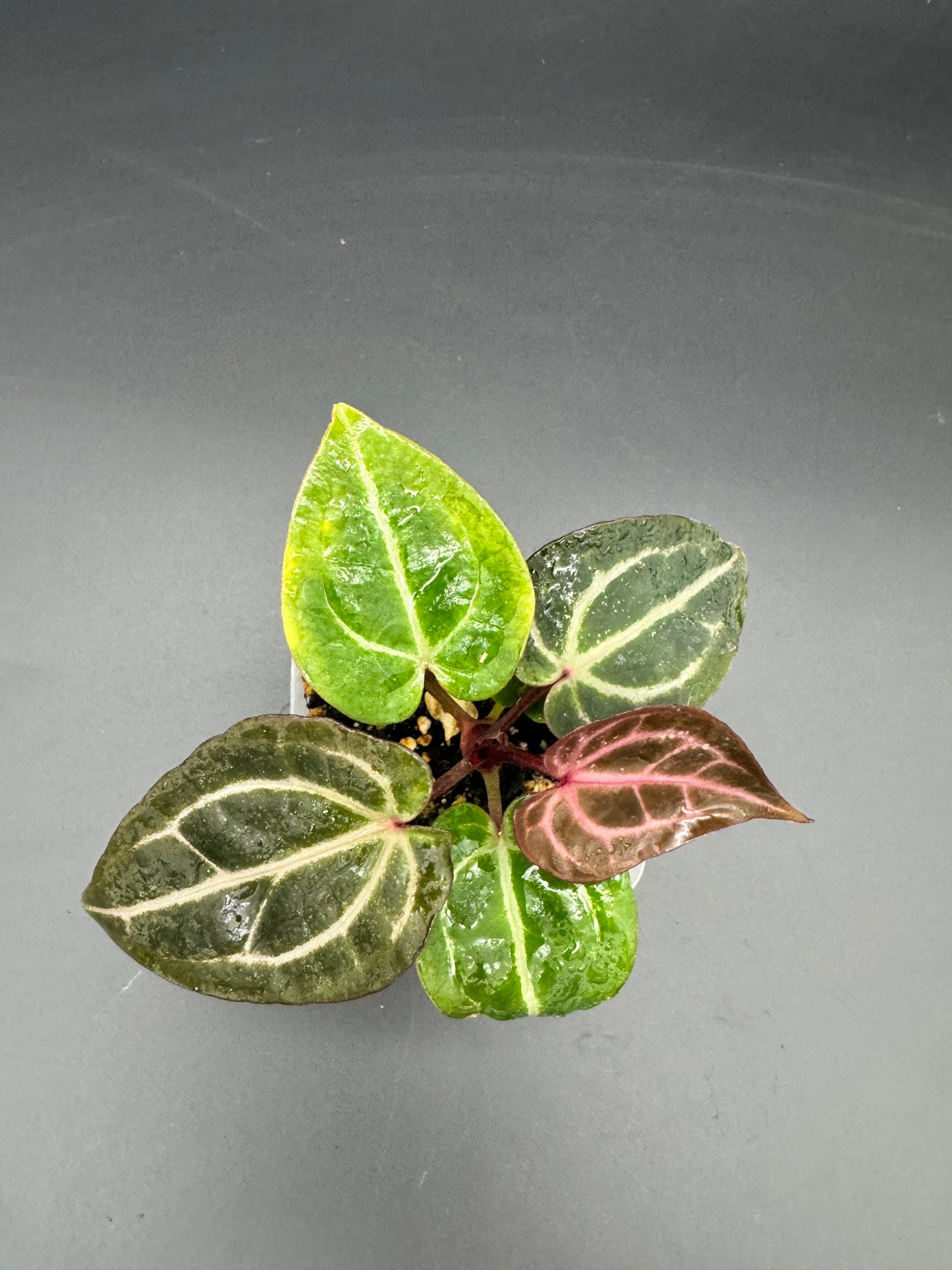 Anthurium Michelle x Michelle