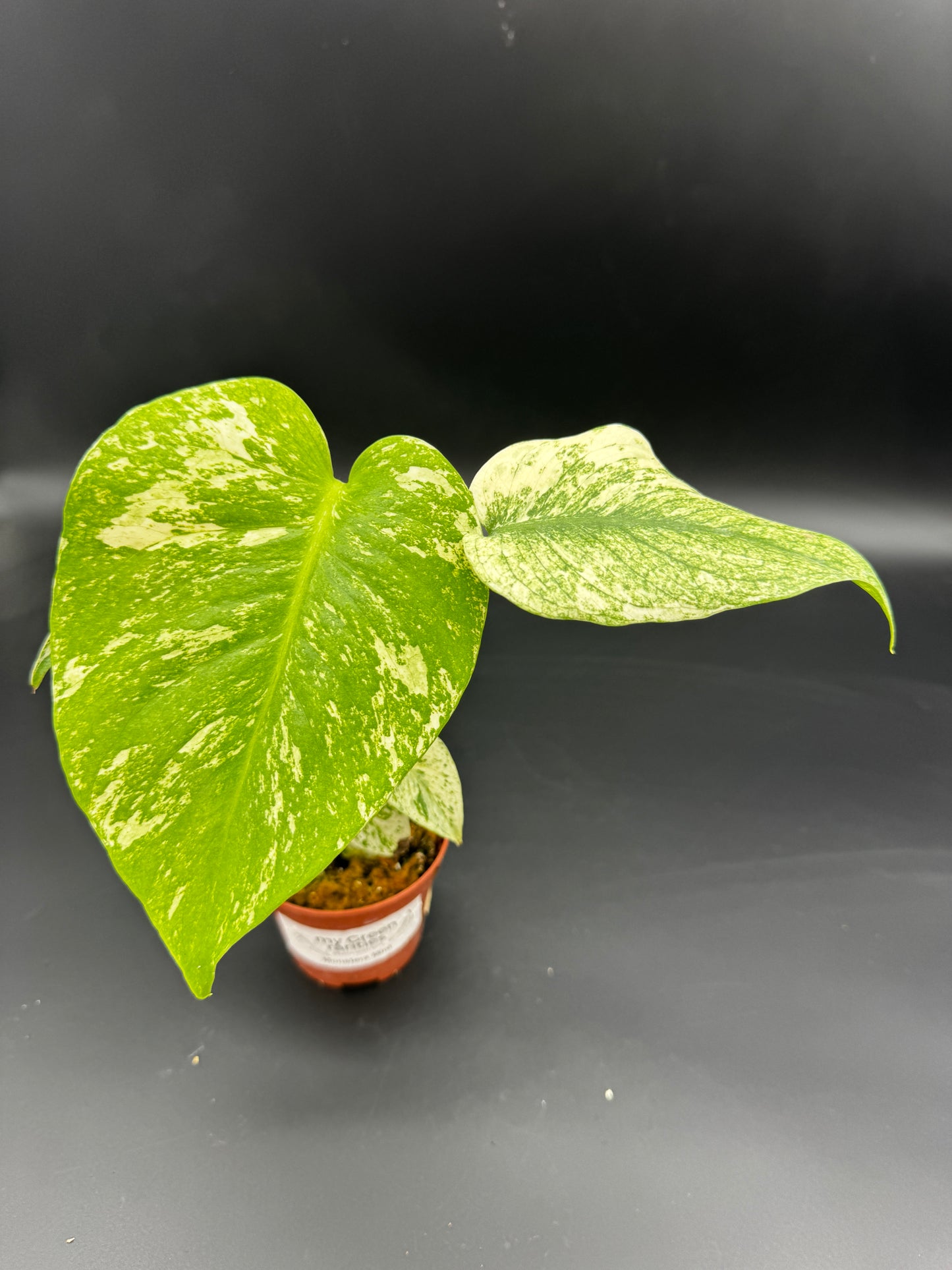 Monstera Mint  variegata