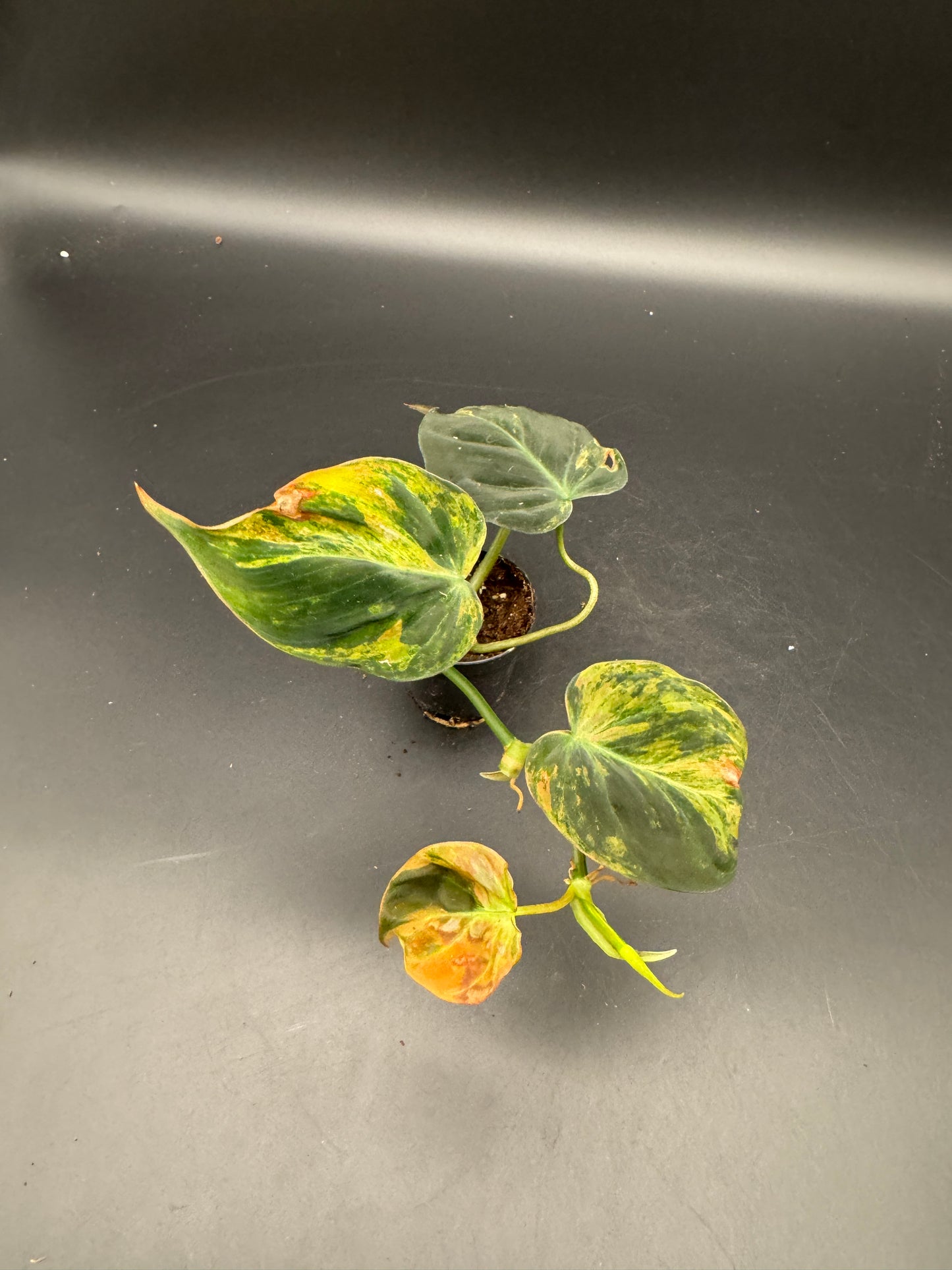 Philodendron micans variegata