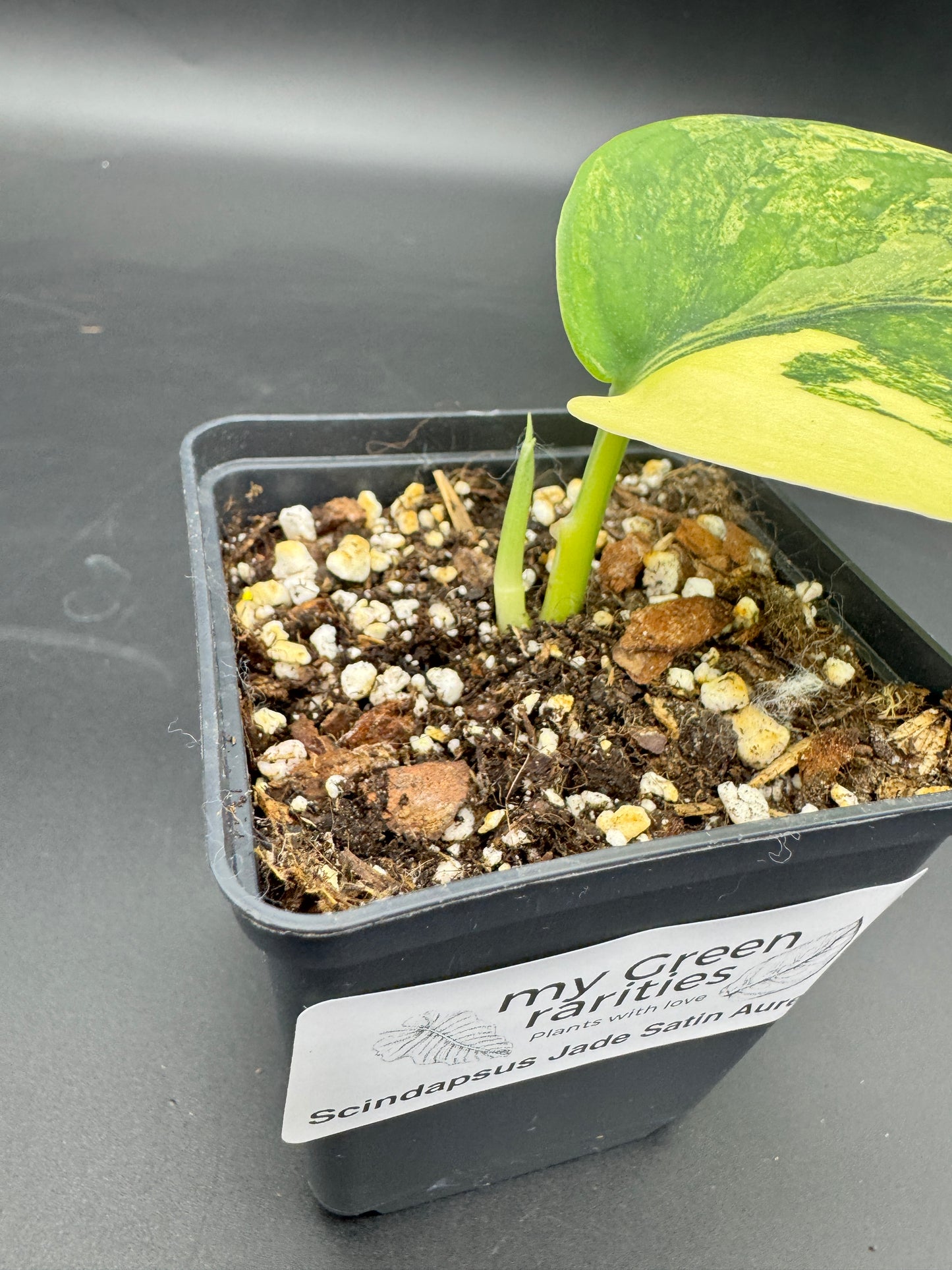 Scindapsus Jade Satin Aurea