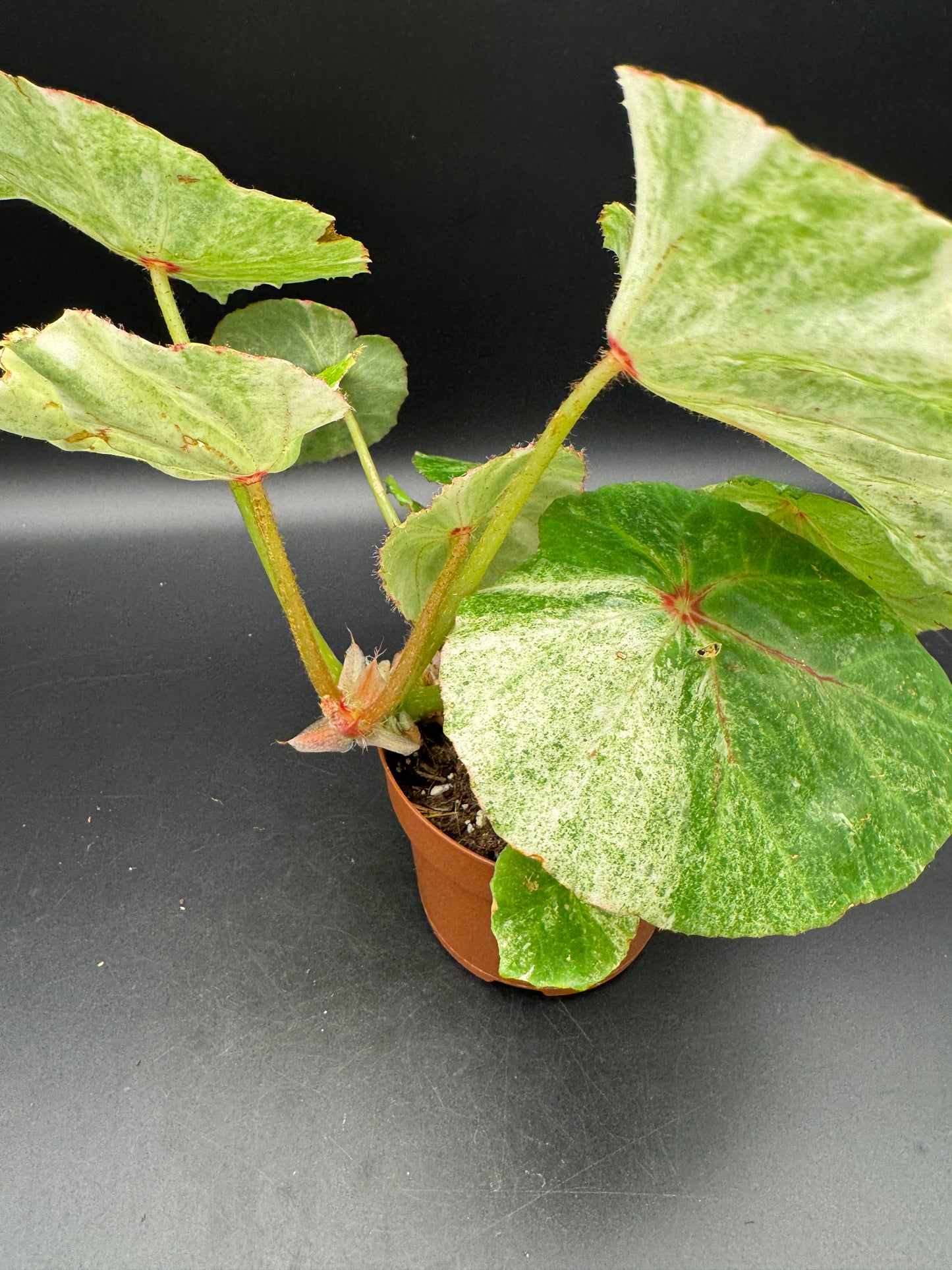 Begonia Rouge variegata