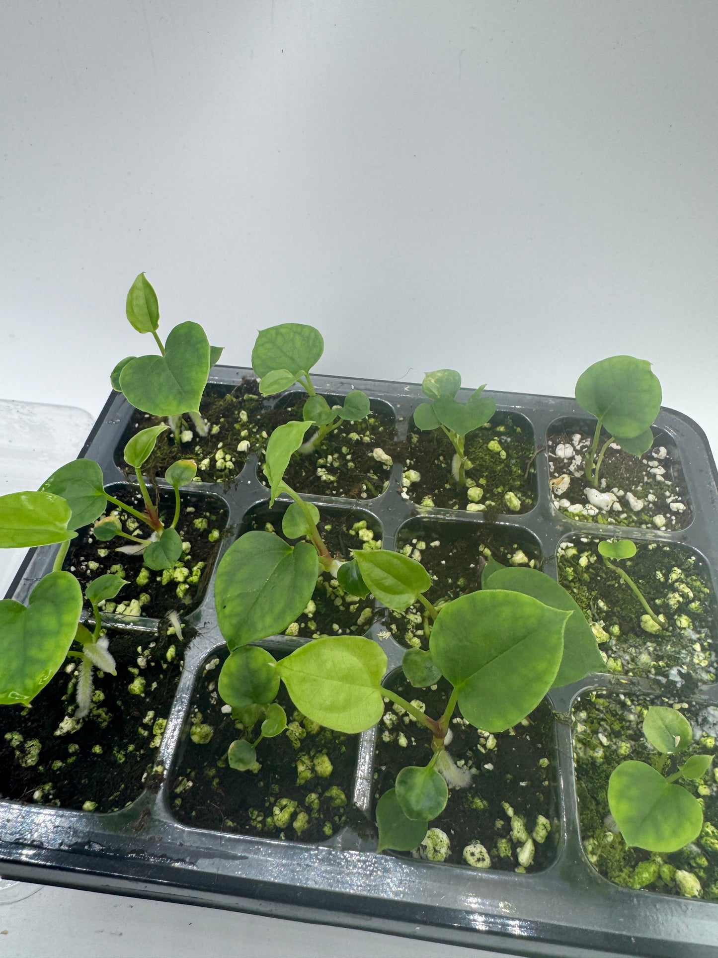 Anthurium Blue Papi X Goliath (1 Pflanze)