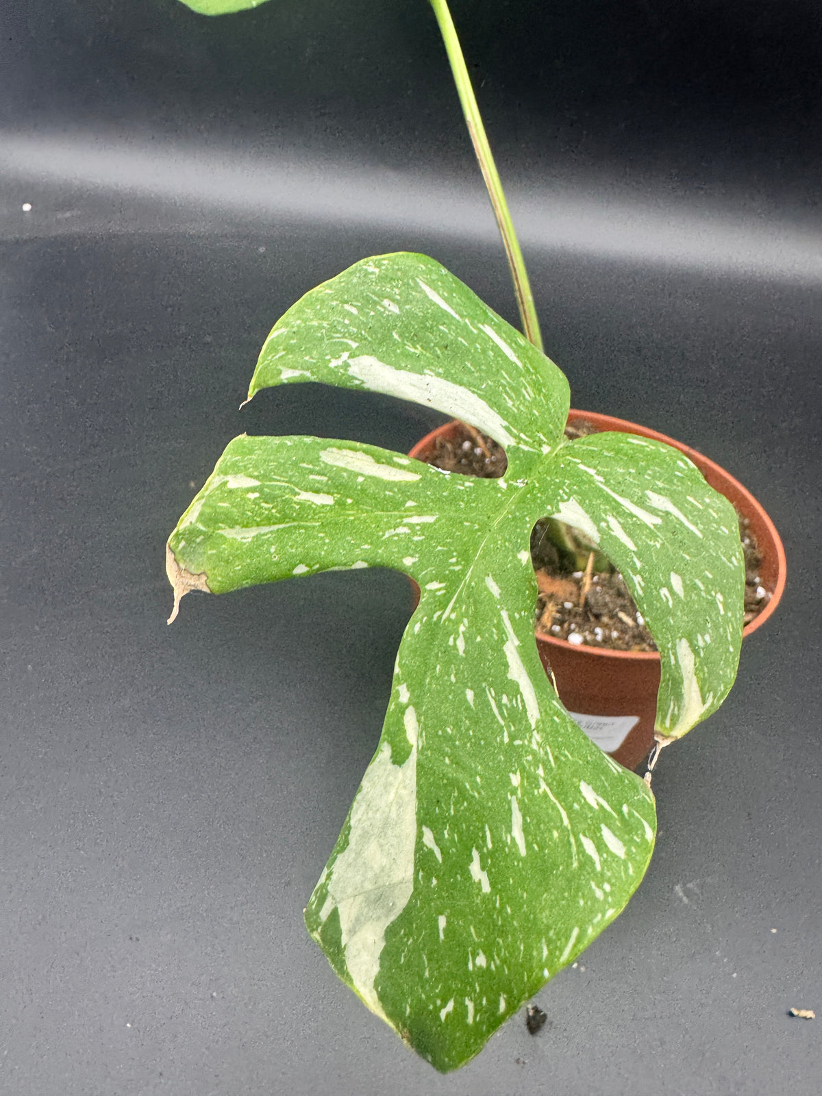 Rhaphidophora tetrasperma Thai constellation (Monstera Minima Thai constellation)