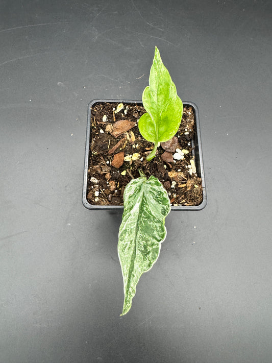 Epipremnum Domino