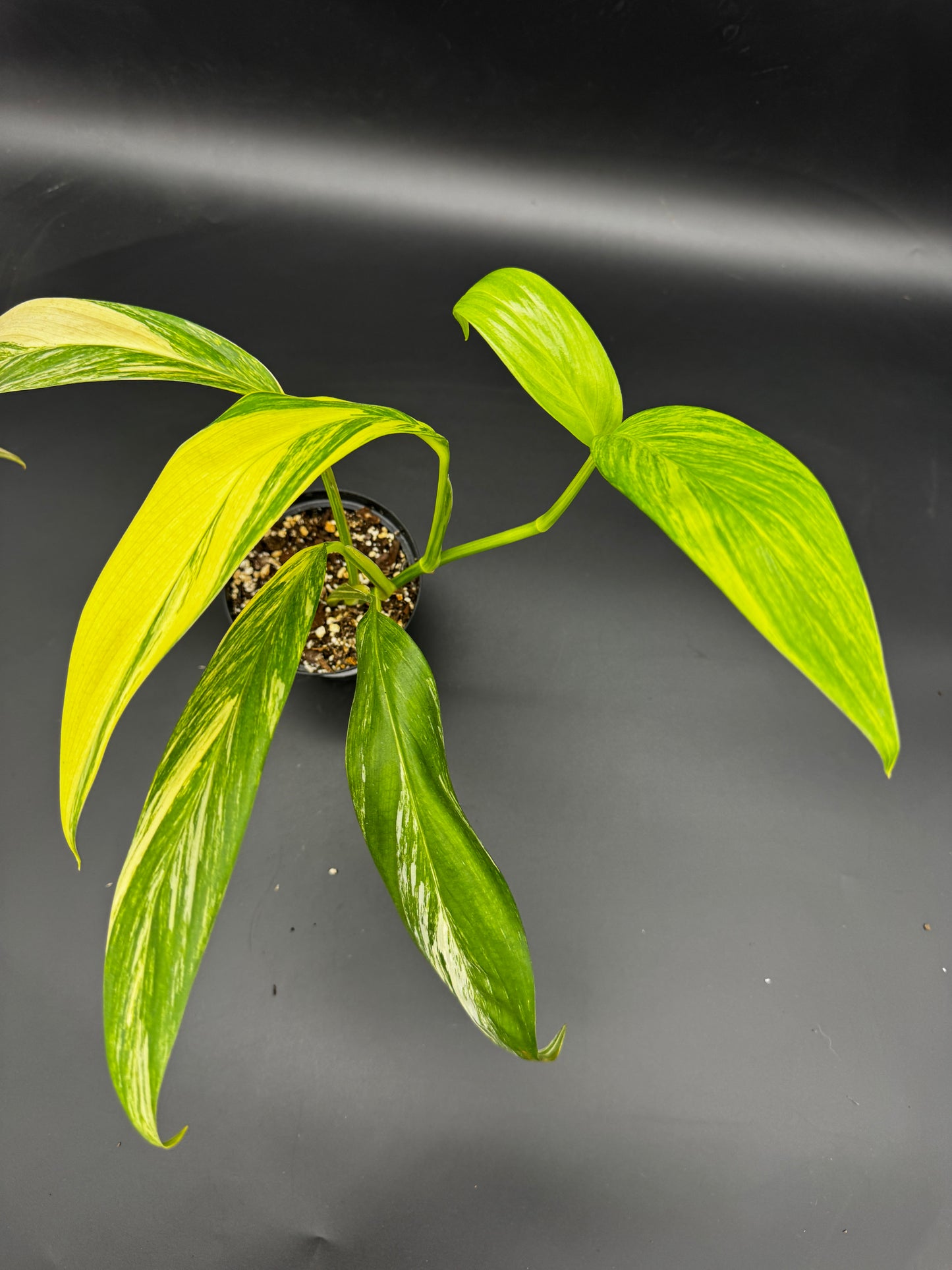Epipremnum Amplissimum Aurea variegata