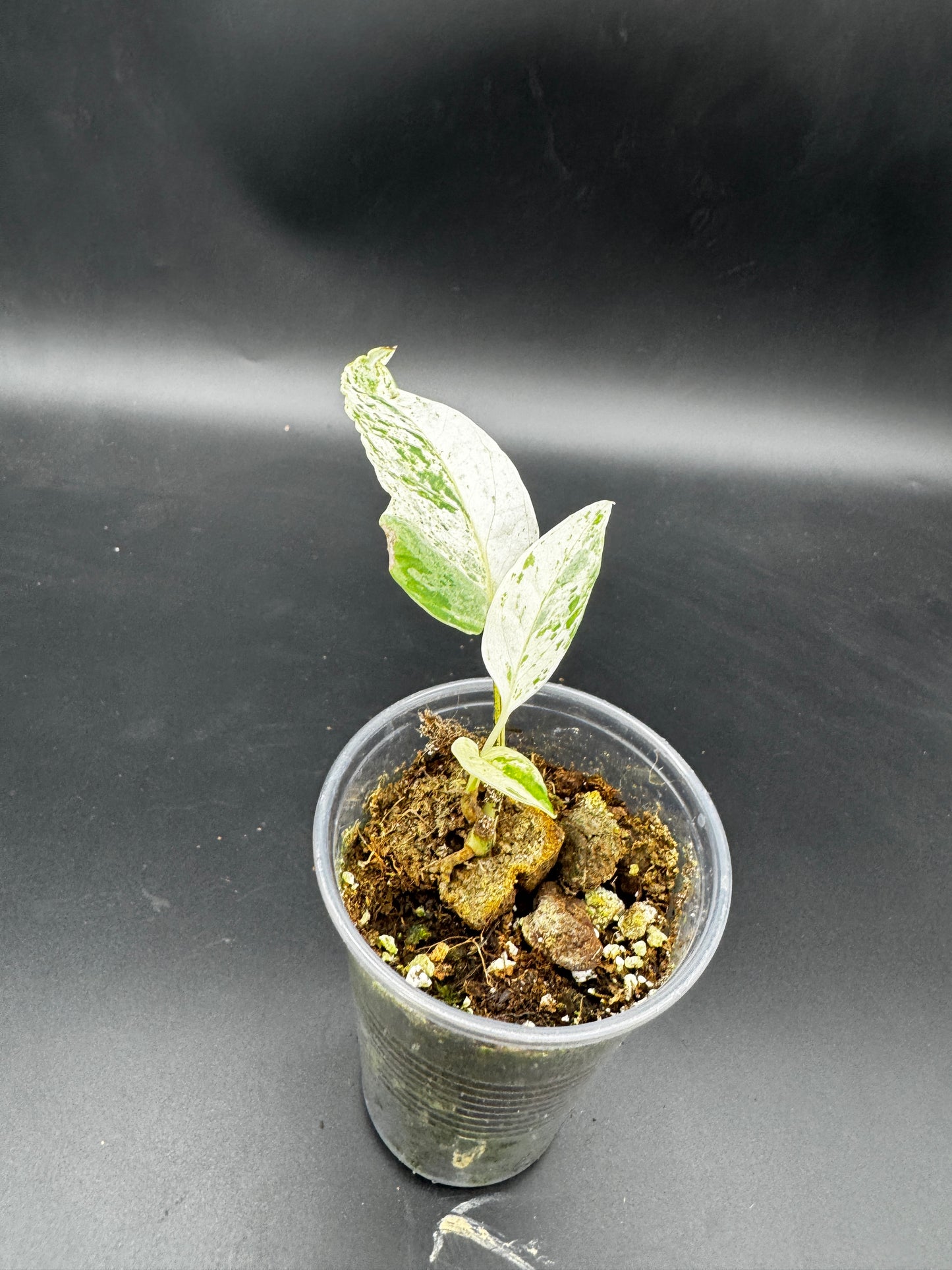 Epipremnum pinnatum cebu Blue Marble variegata