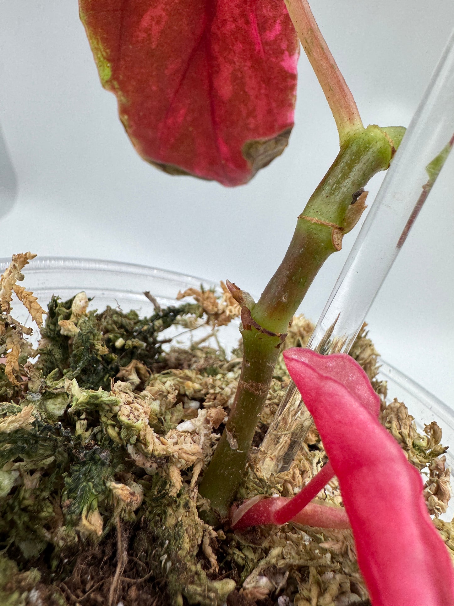 Begonia maculata pink variegata