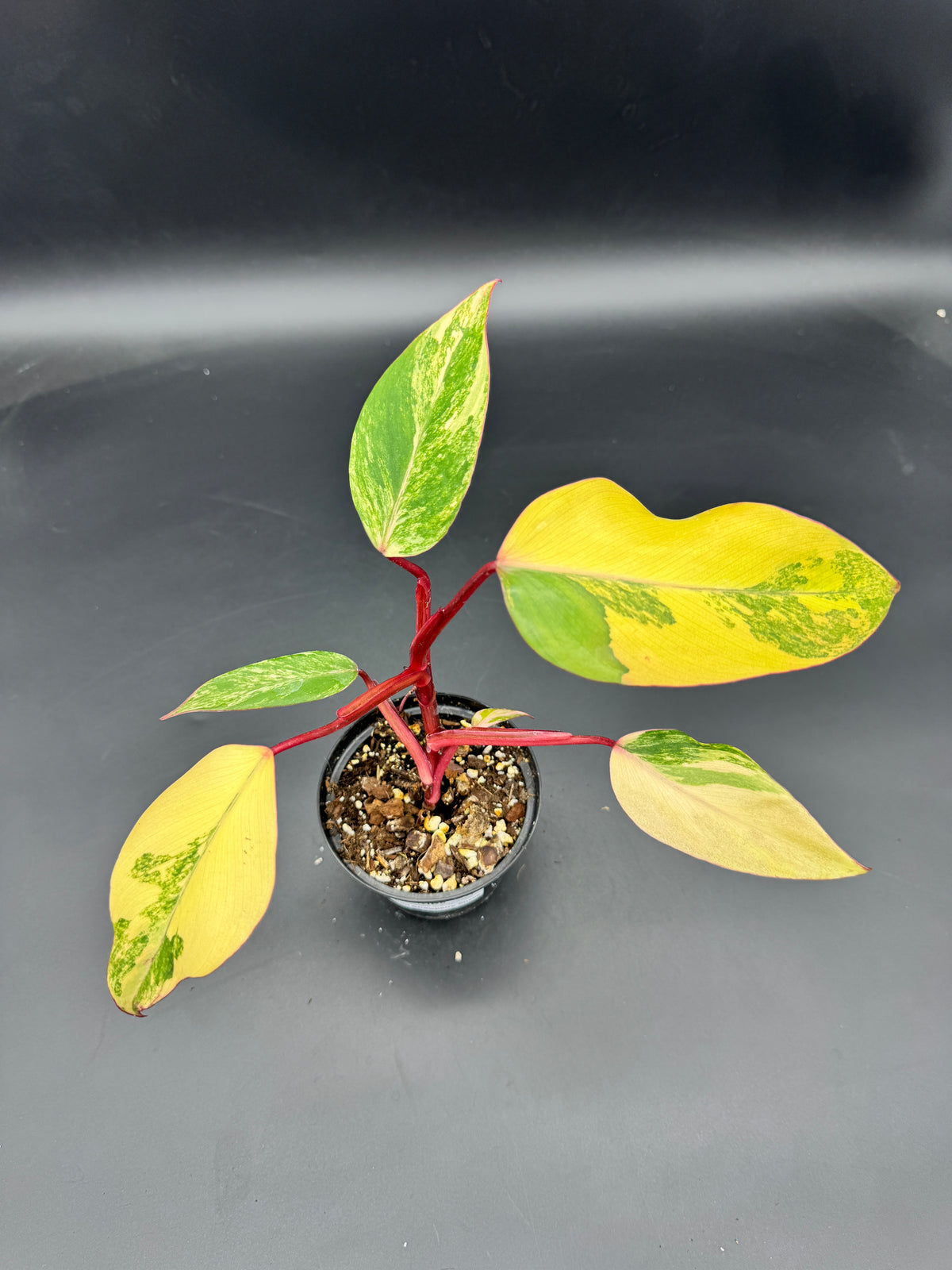 Philodendron Strawberry Shake